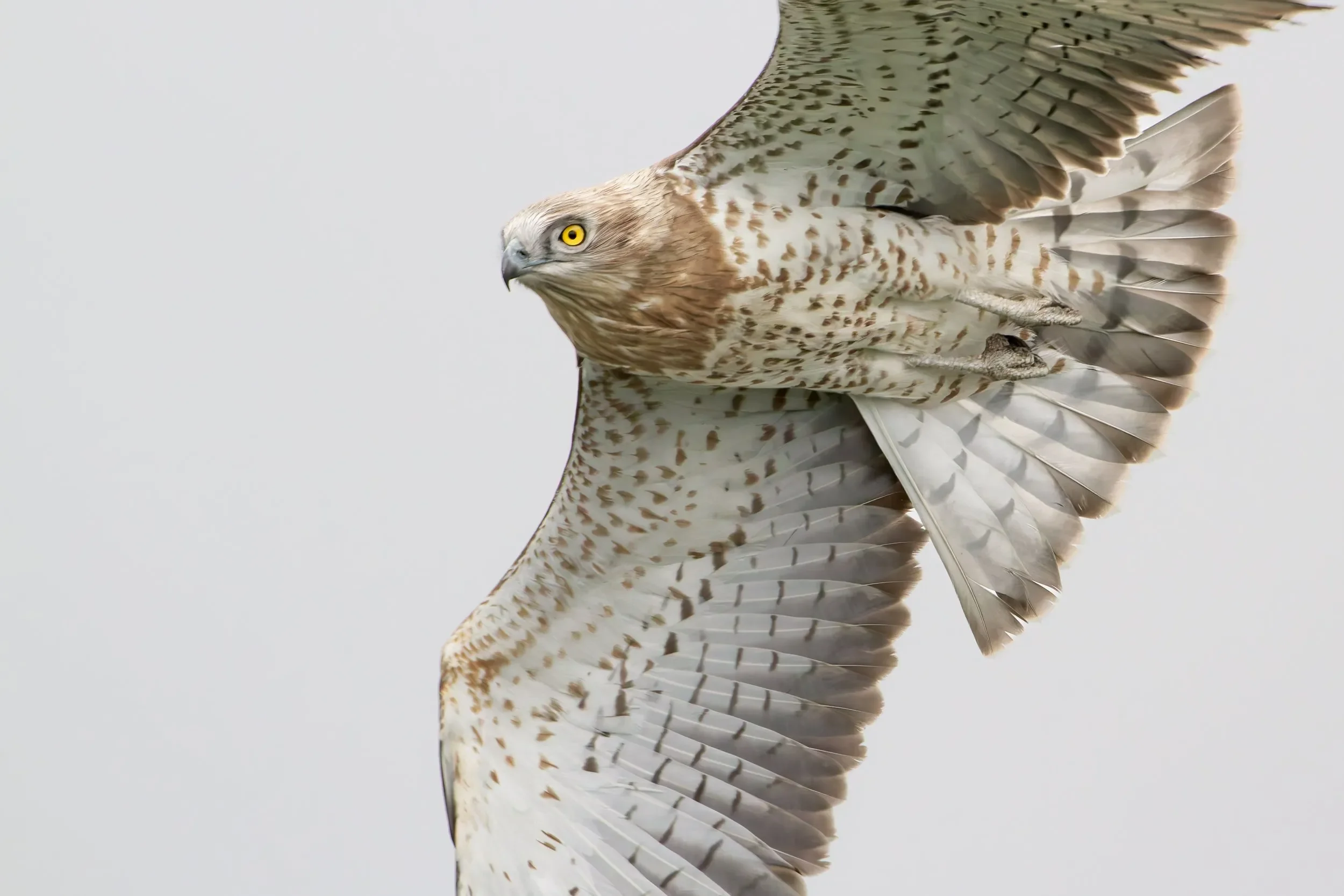 Speaking of close encounters, not much more intense then the piercing eyes of a Short-toed Eagle.