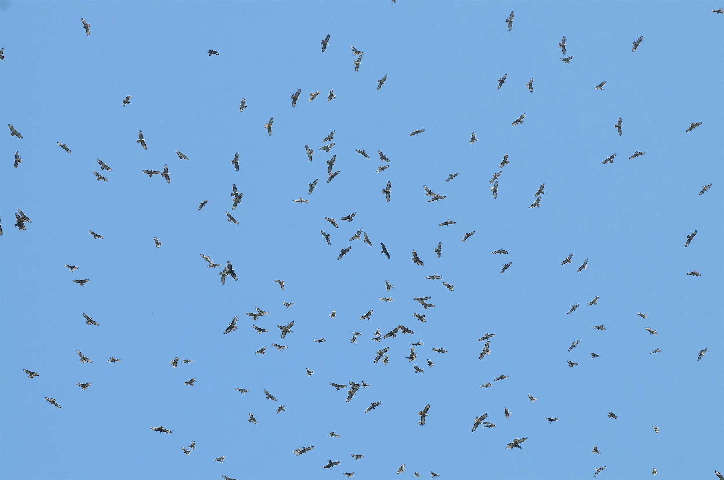 A group of European Honey Buzzards migrating over the Batumi bottleneck