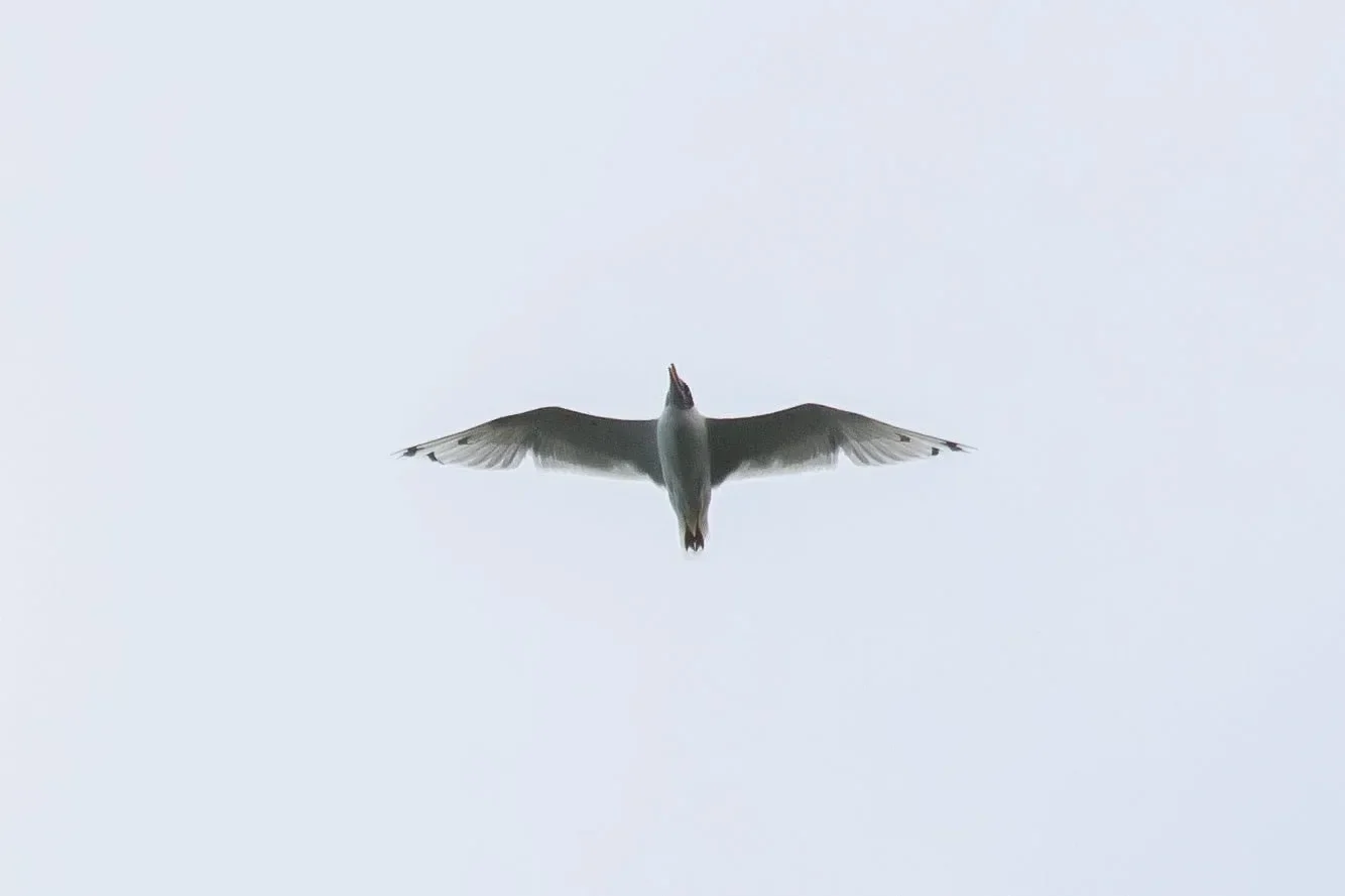 A Pallas’ Gull flew over our heads and many bimbo bells rung