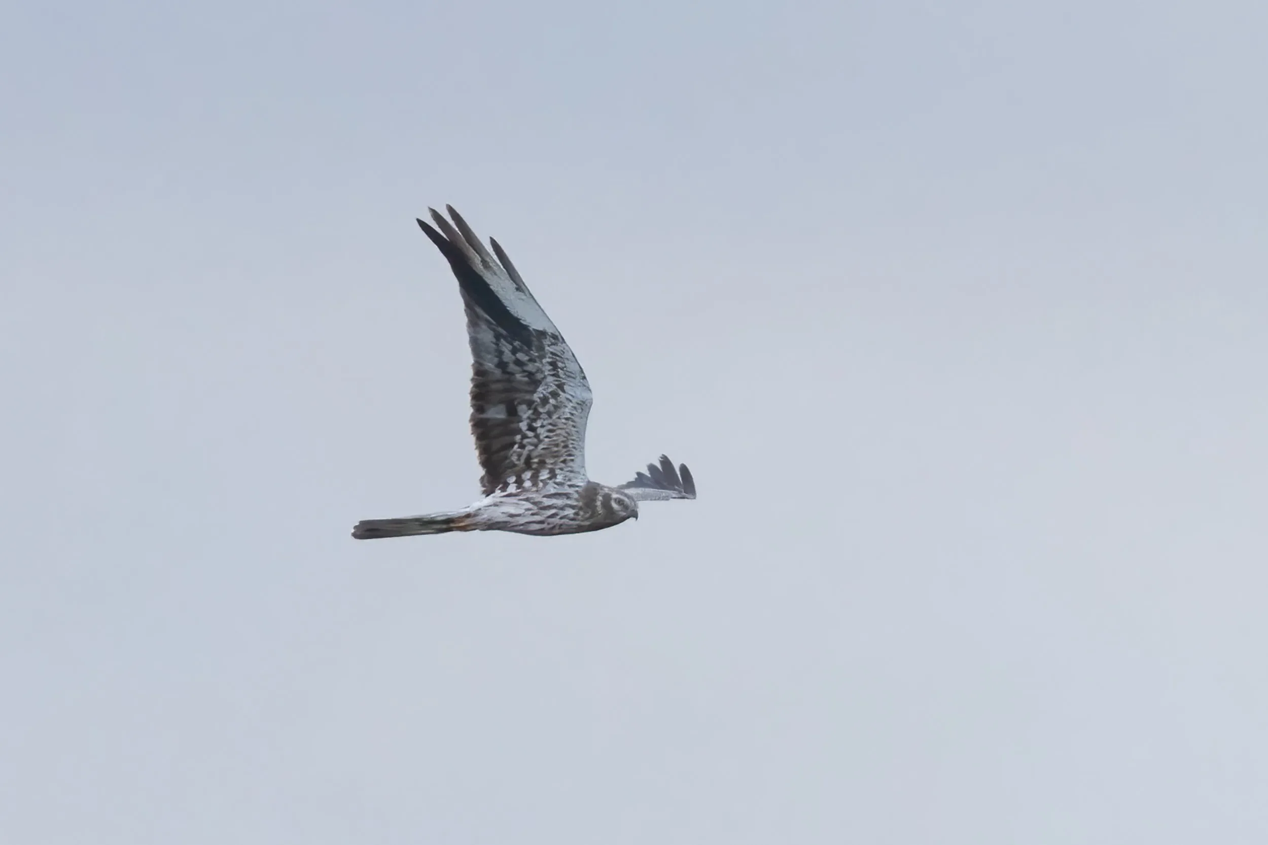 An immature male Montagu's Harrier showing its moult pattern