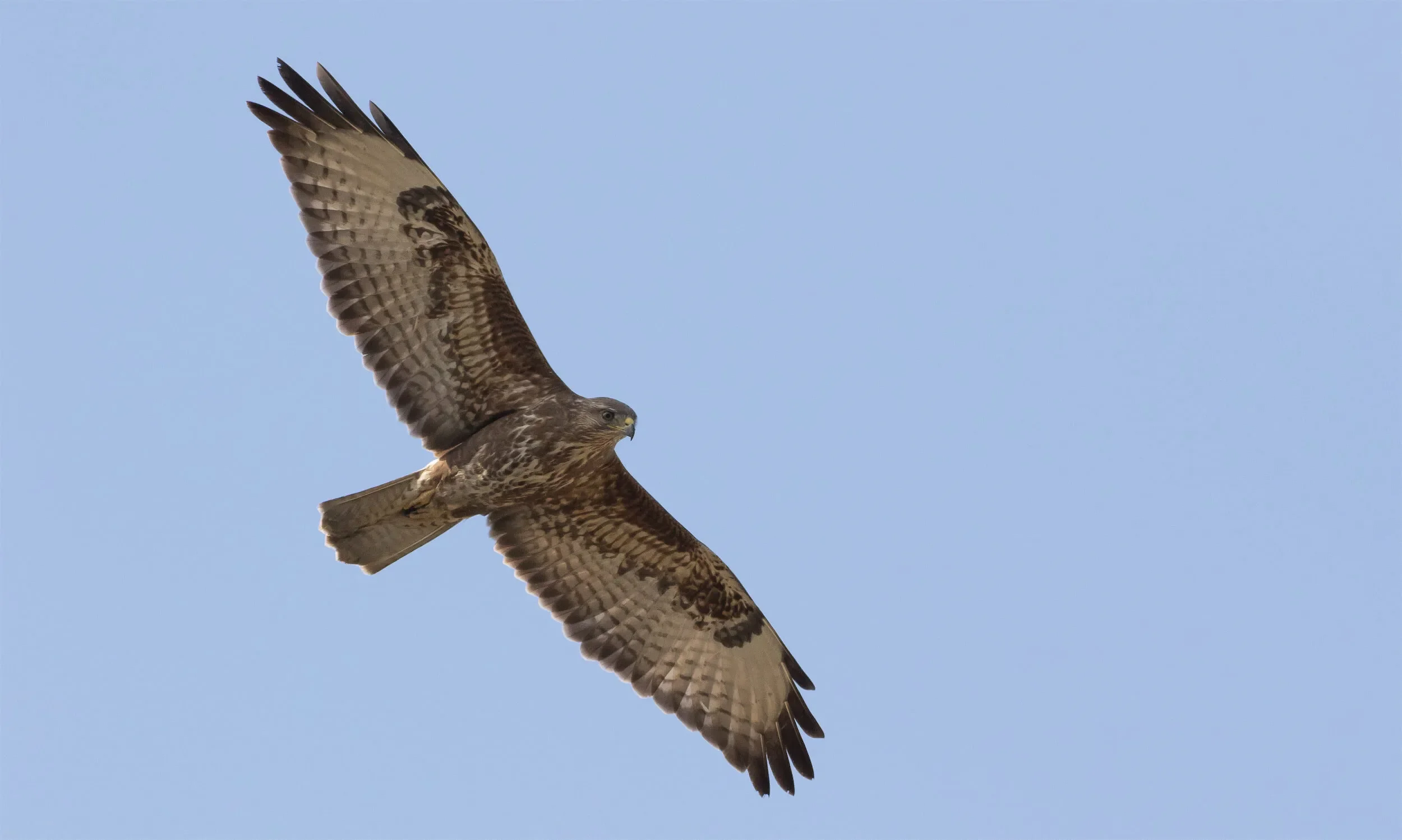 Steppe Buzzard