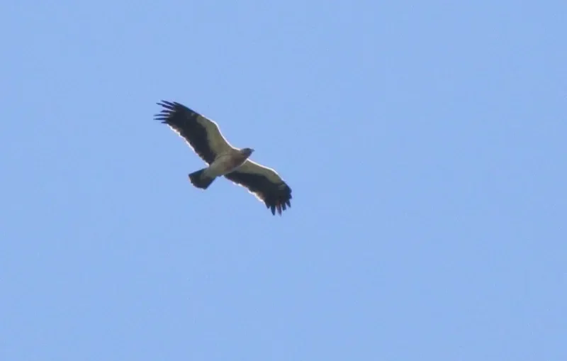 Greater Spotted Eagle fulvescens type
