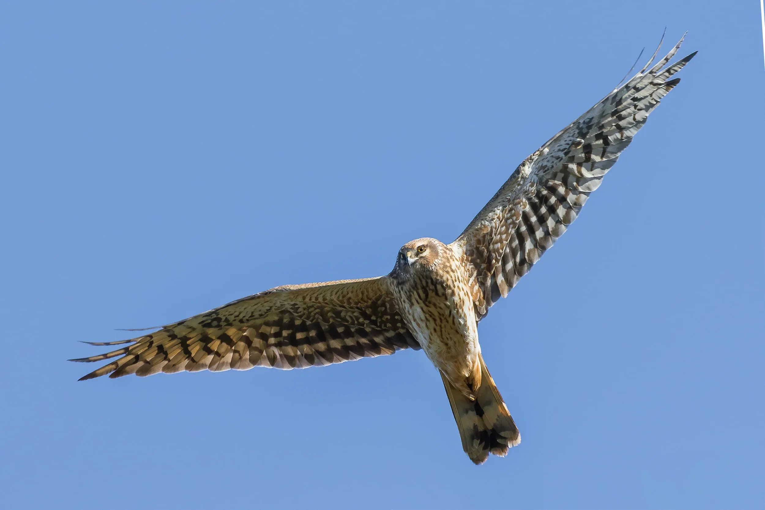 A female Pallid Harrier shearing over station