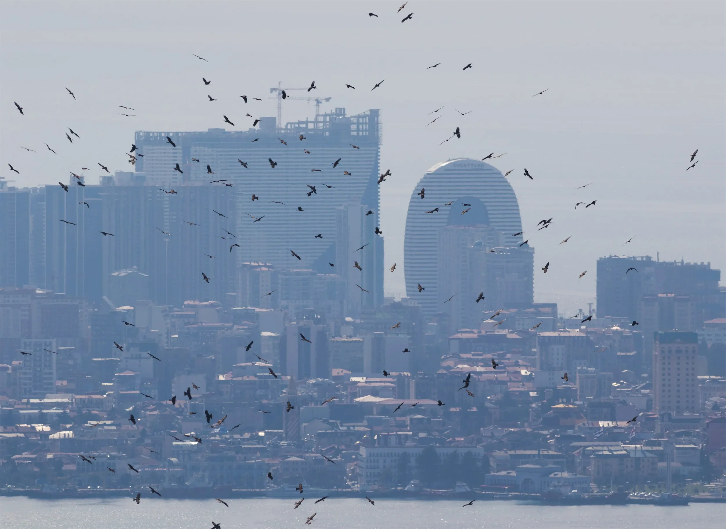 Black Kites in front of the surreal Batumi skyline