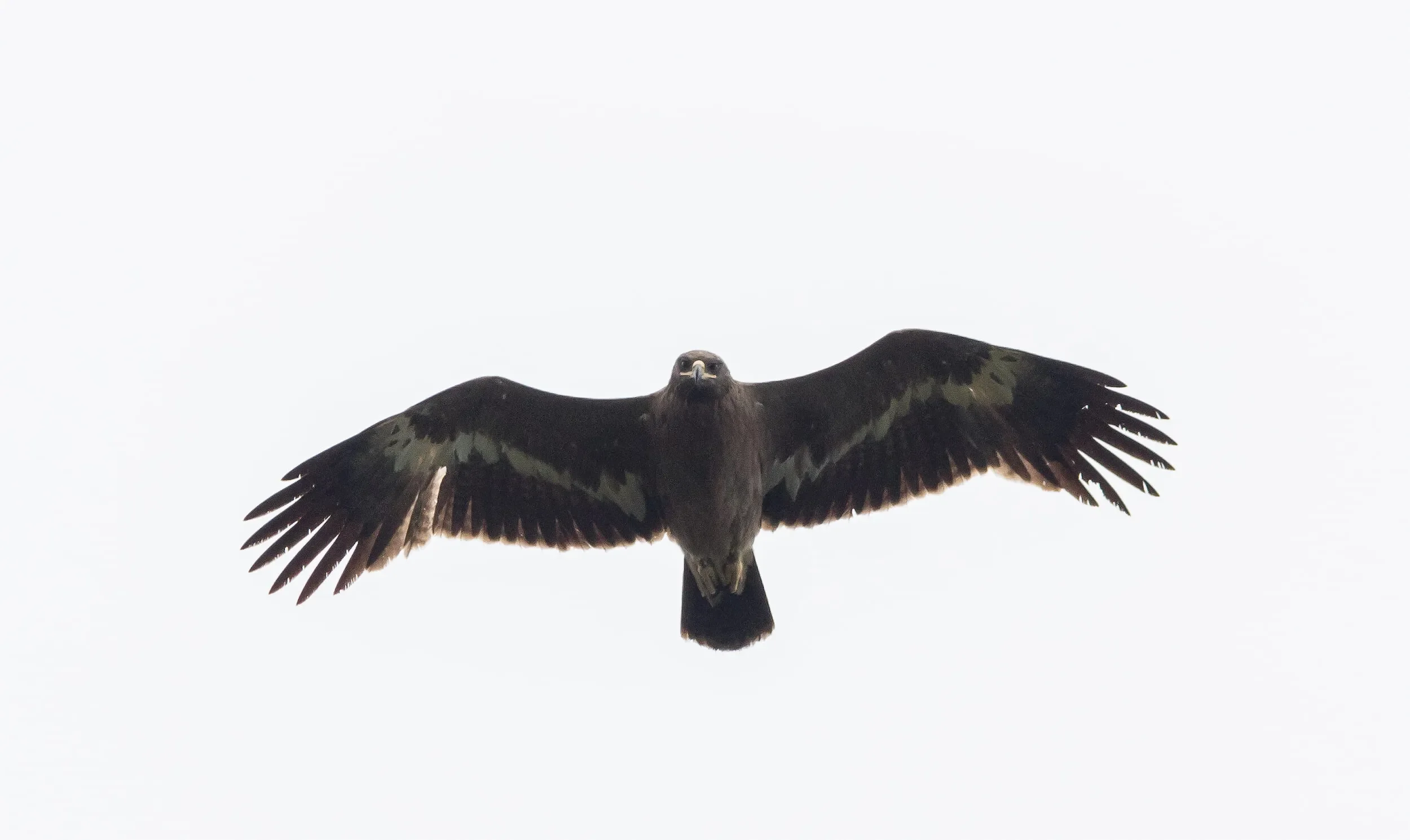 Are we watching birds or are the birds watching us? 2CY Steppe Eagle