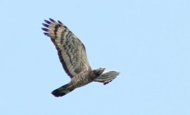 Adult male Crested Honey-Buzzard