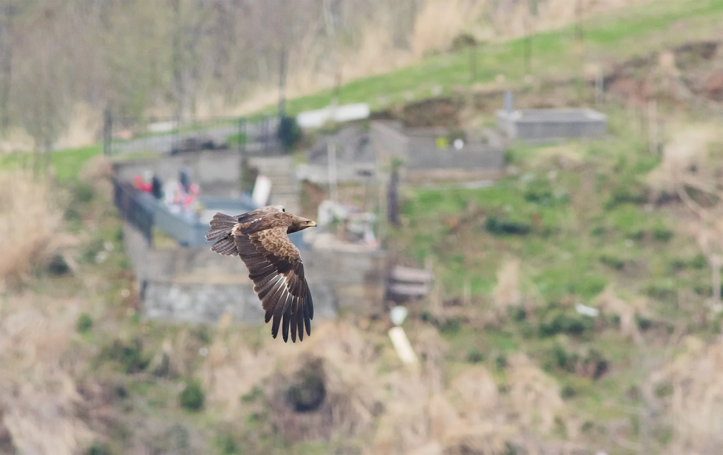 Lesser Spotted Eagle passing through the valley