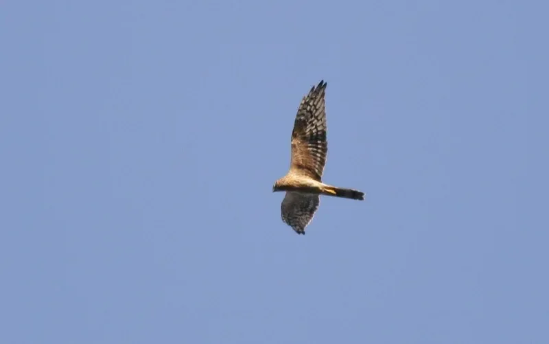 Pallid Harrier female 2cy