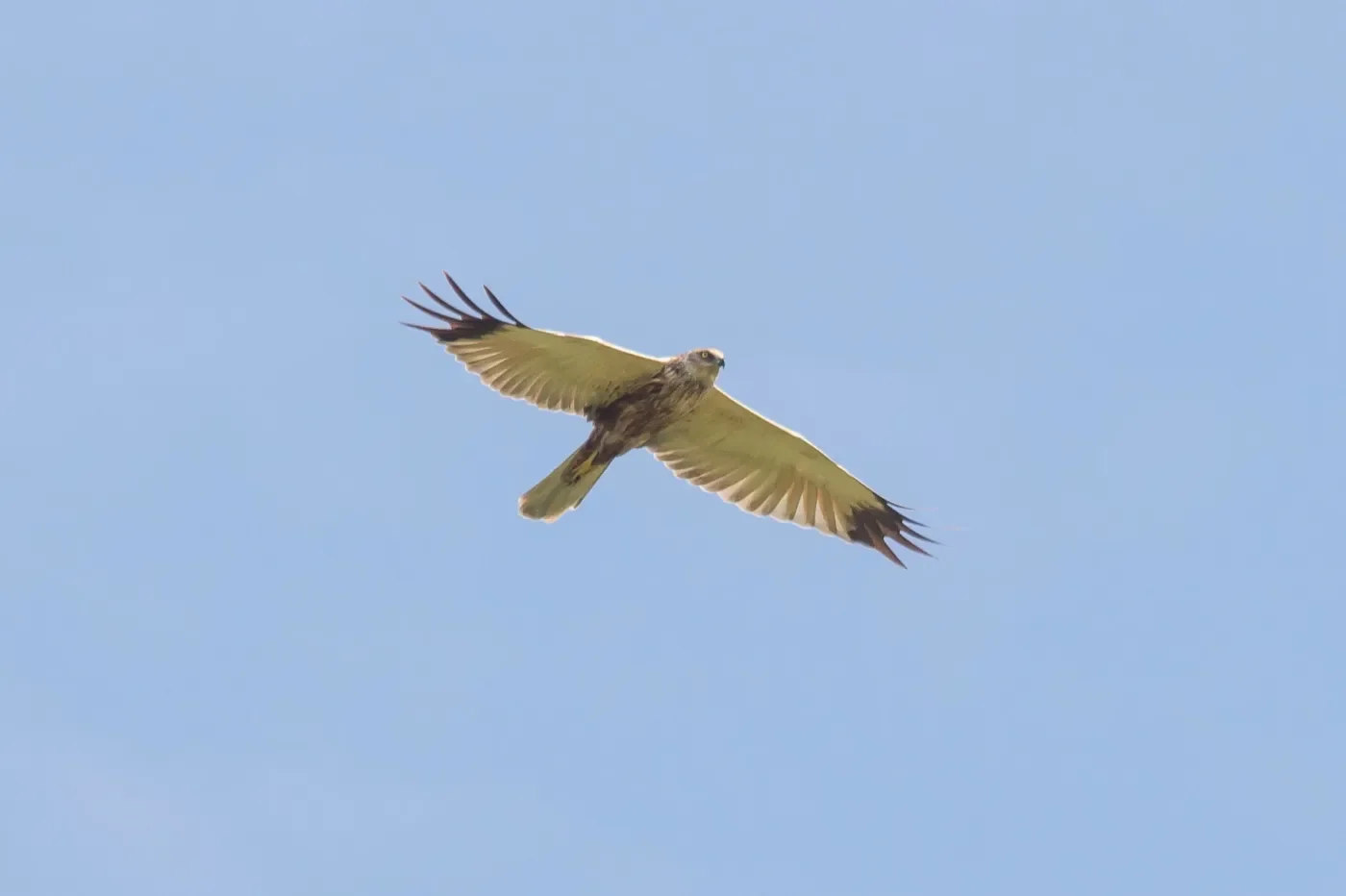 Adult Male Marsh Harrier