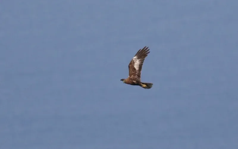 Marsh Harrier adult male dark morph