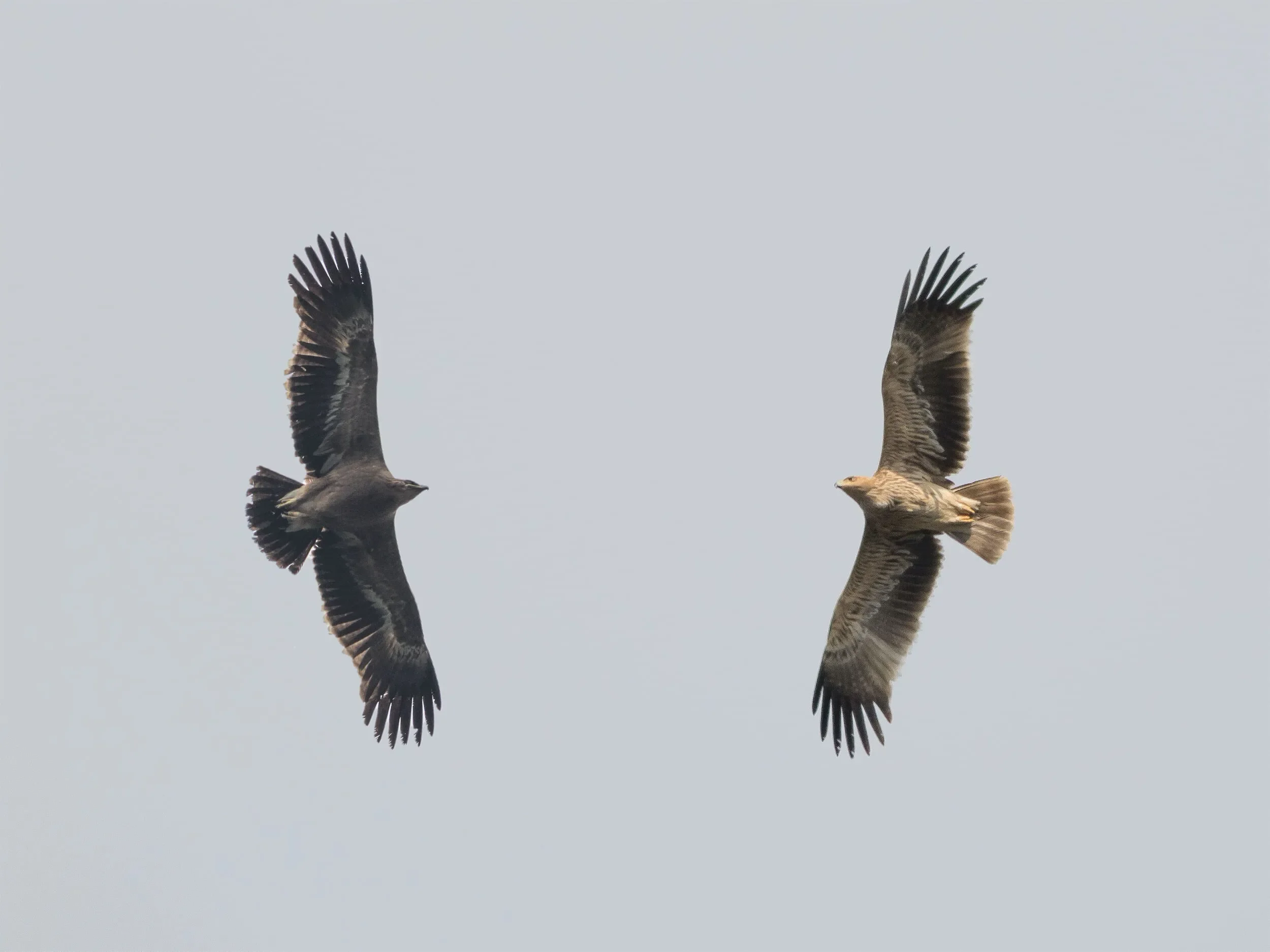 Compilation of a juvenile/2cy Steppe Eagle (left) and Imperial Eagle (right)