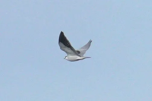 Black-winged Kites are a rapidly expanding species across their range, and the Caucasus is no exception. Yet this is only the third autumn record for the BRC.