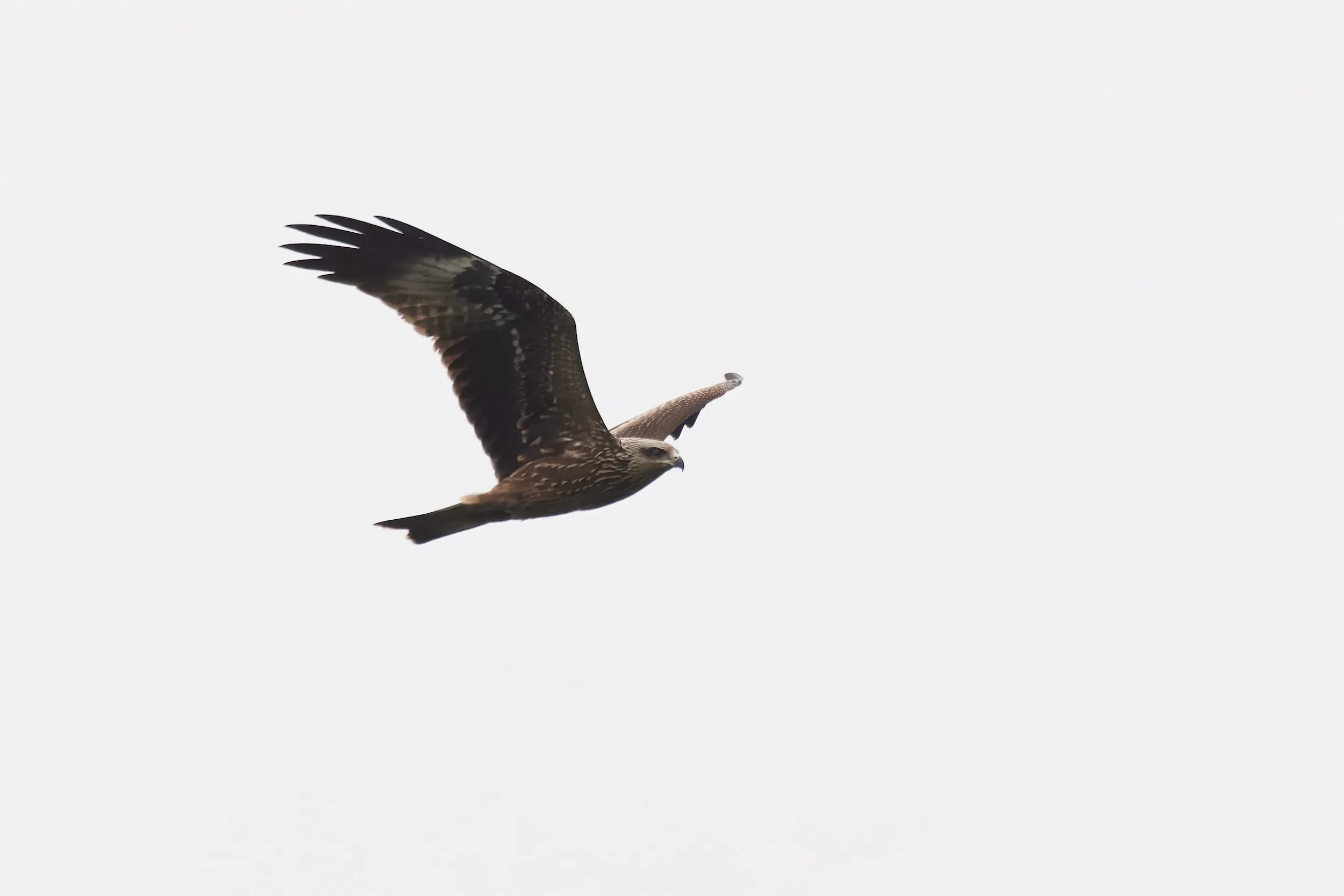 A juvenile Black Kite in flight