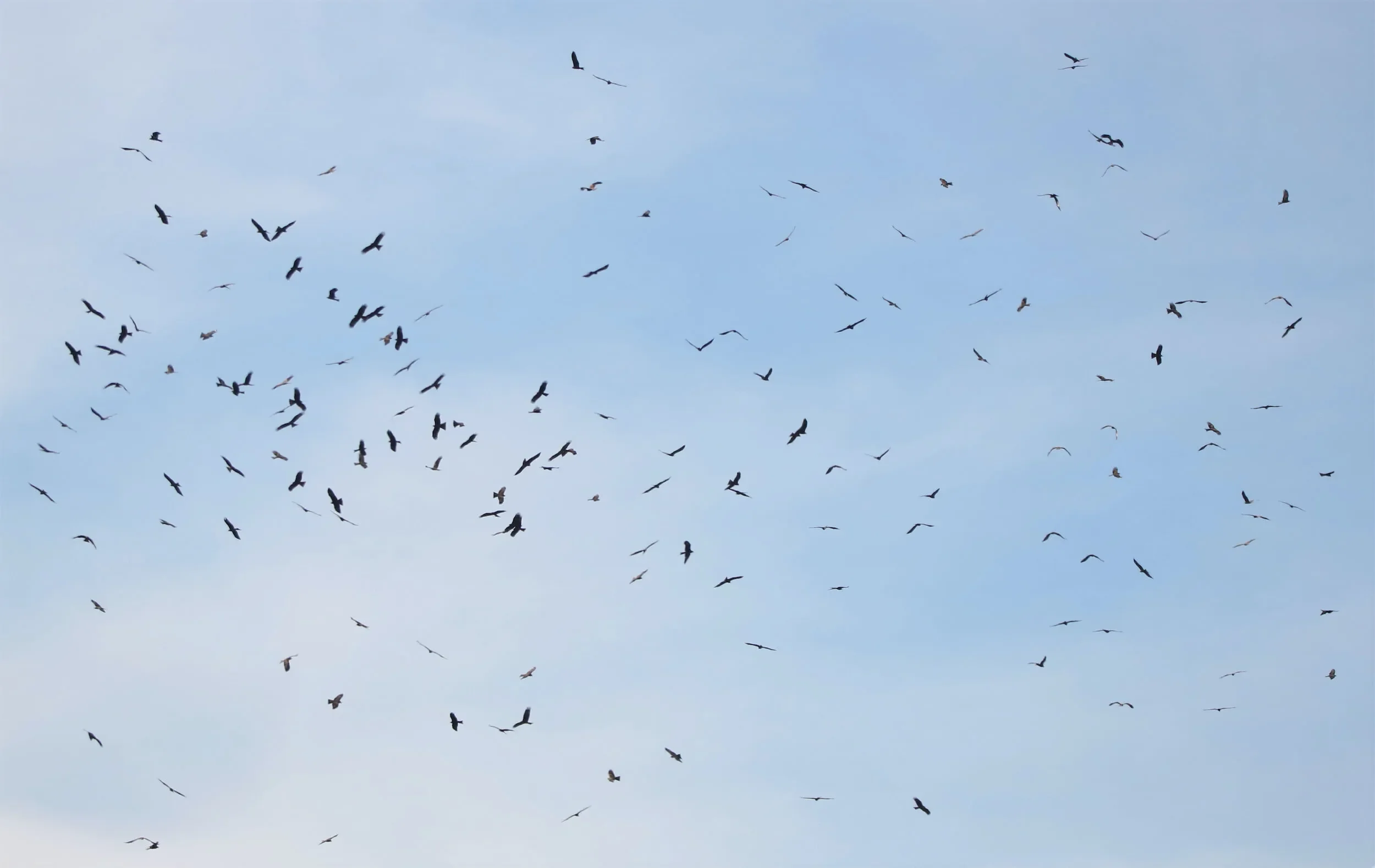 Messy Black Kites