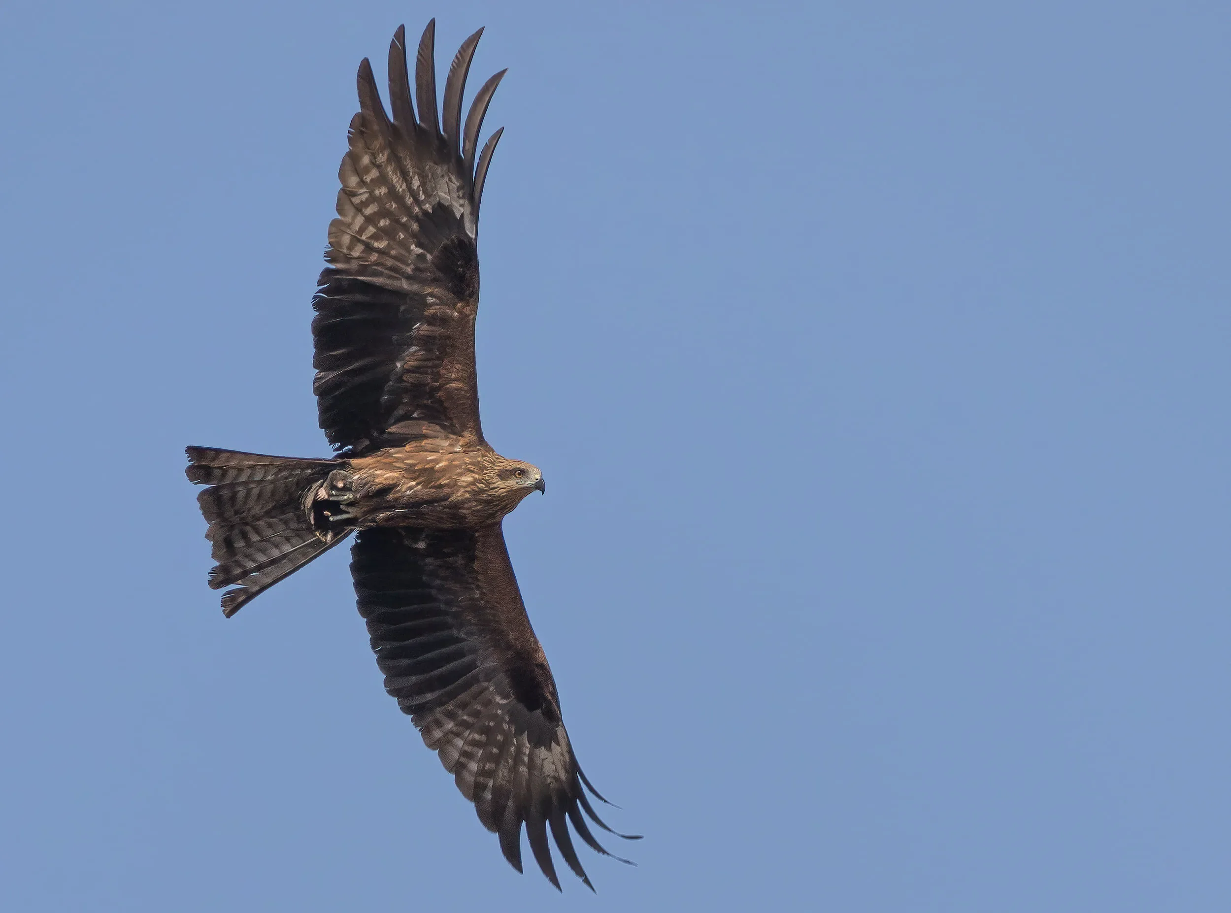 Black Kite with an interesting prey: a mole!