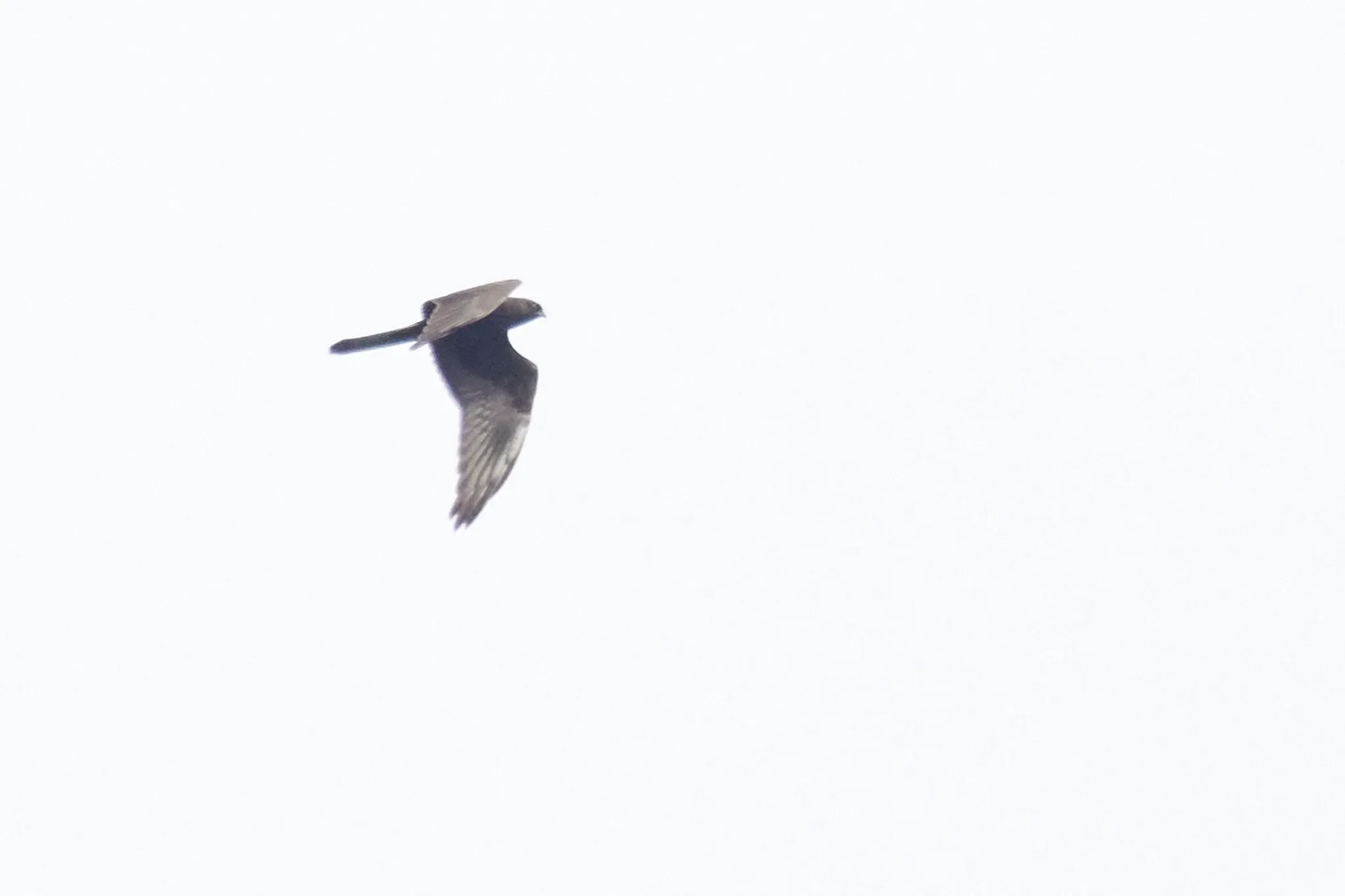 A juvenile dark morph Montagu's Harrier, an extremely rare sight in Batumi