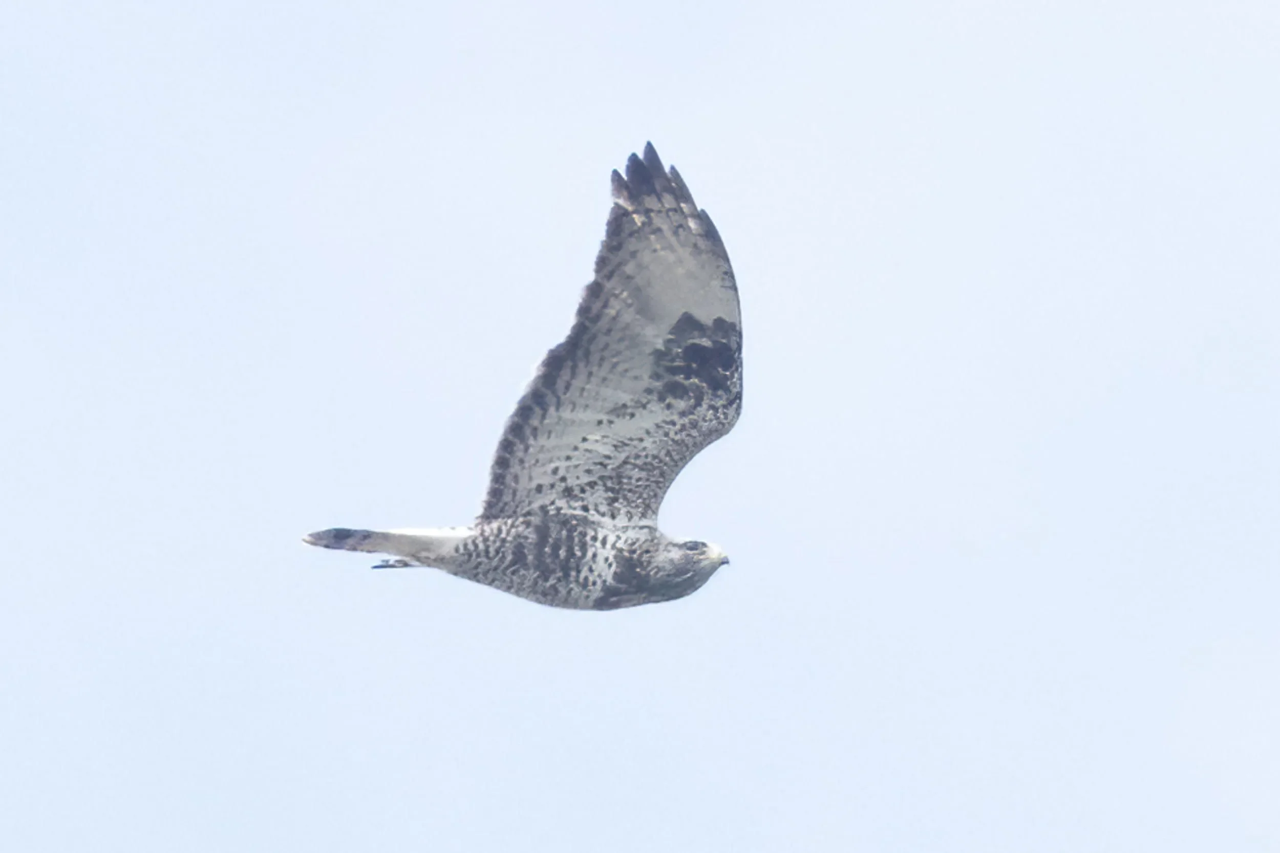 A Rough-legged Buzzard, a very rare bird in the bottleneck