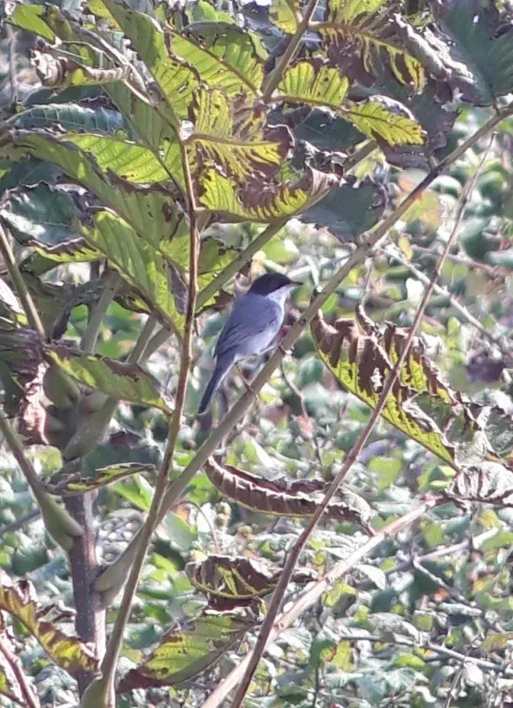 Sardinian Warbler at Chorokhi Delta on 10th of October