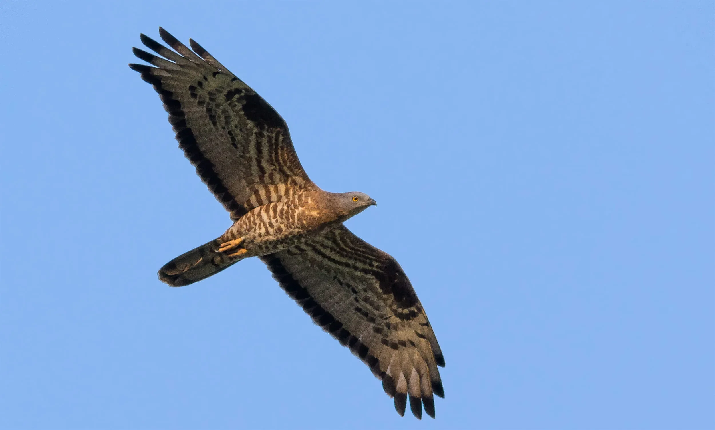 Honey Buzzard