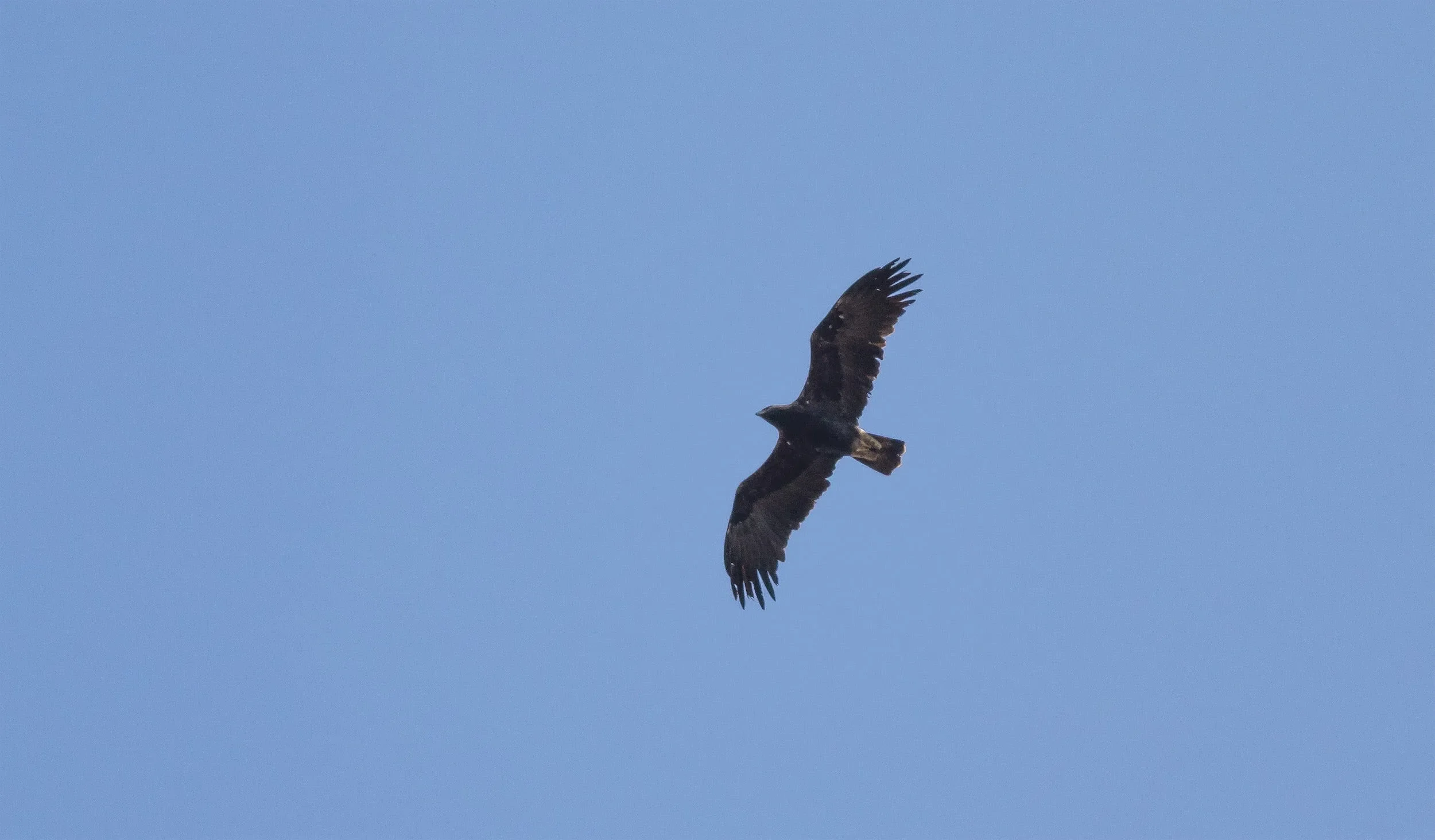 Adult Imperial Eagle cruising over the station