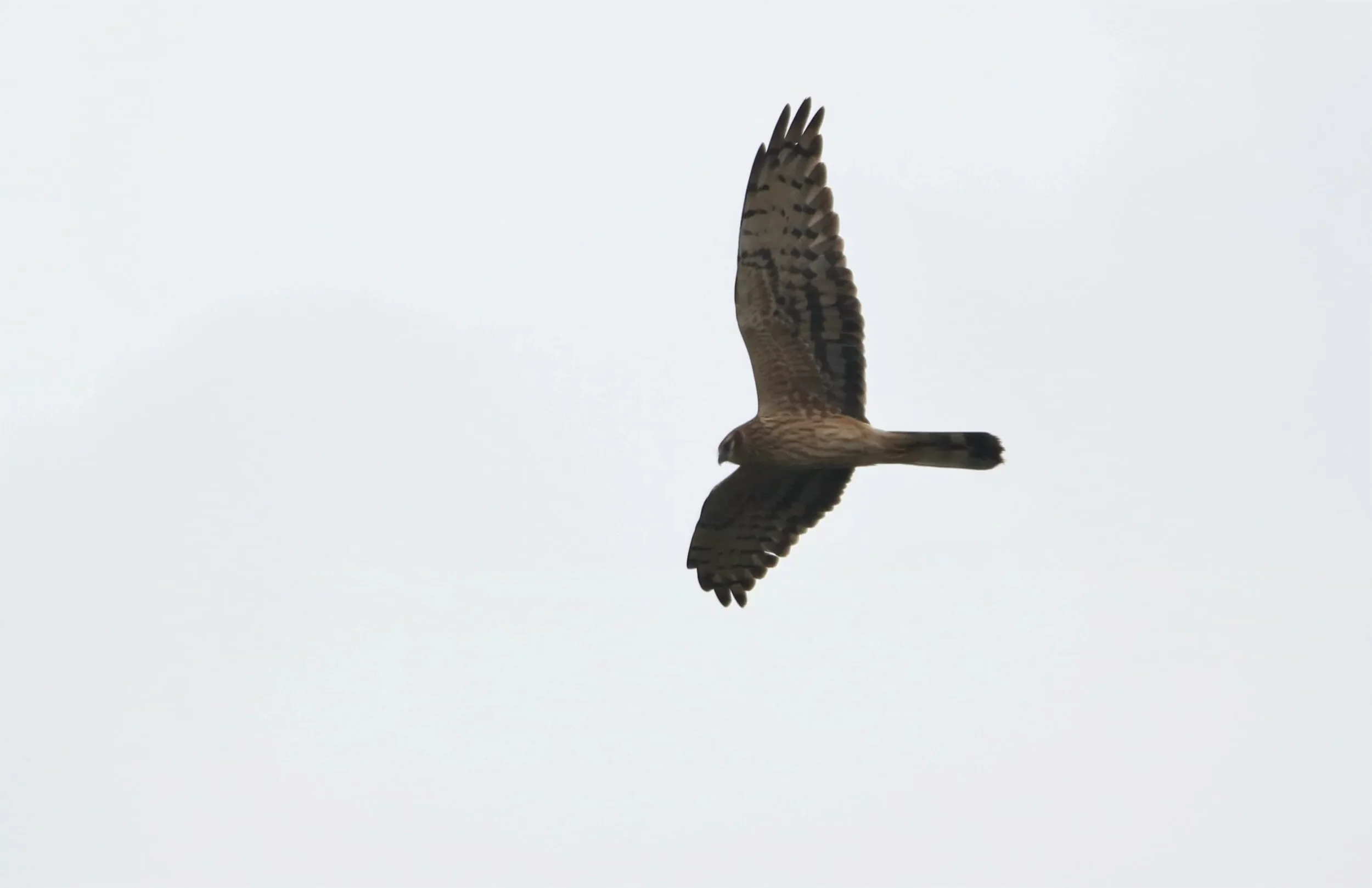 Female Montagu’s Harrier