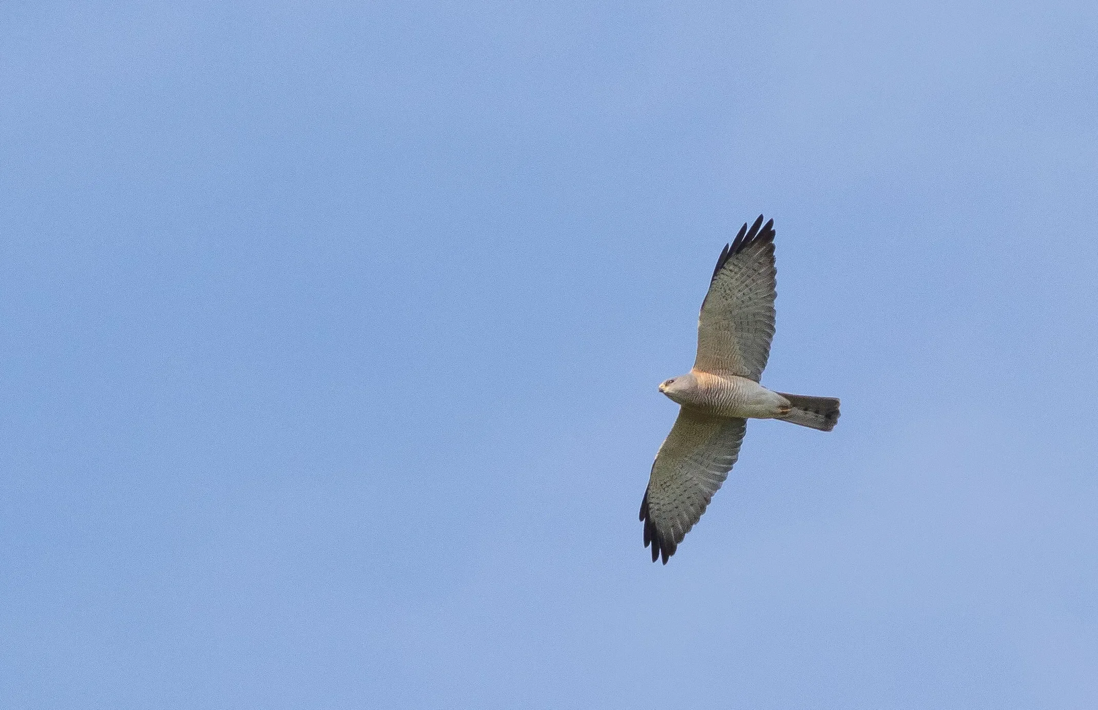 One of the few Levant Sparrowhawks we saw this season