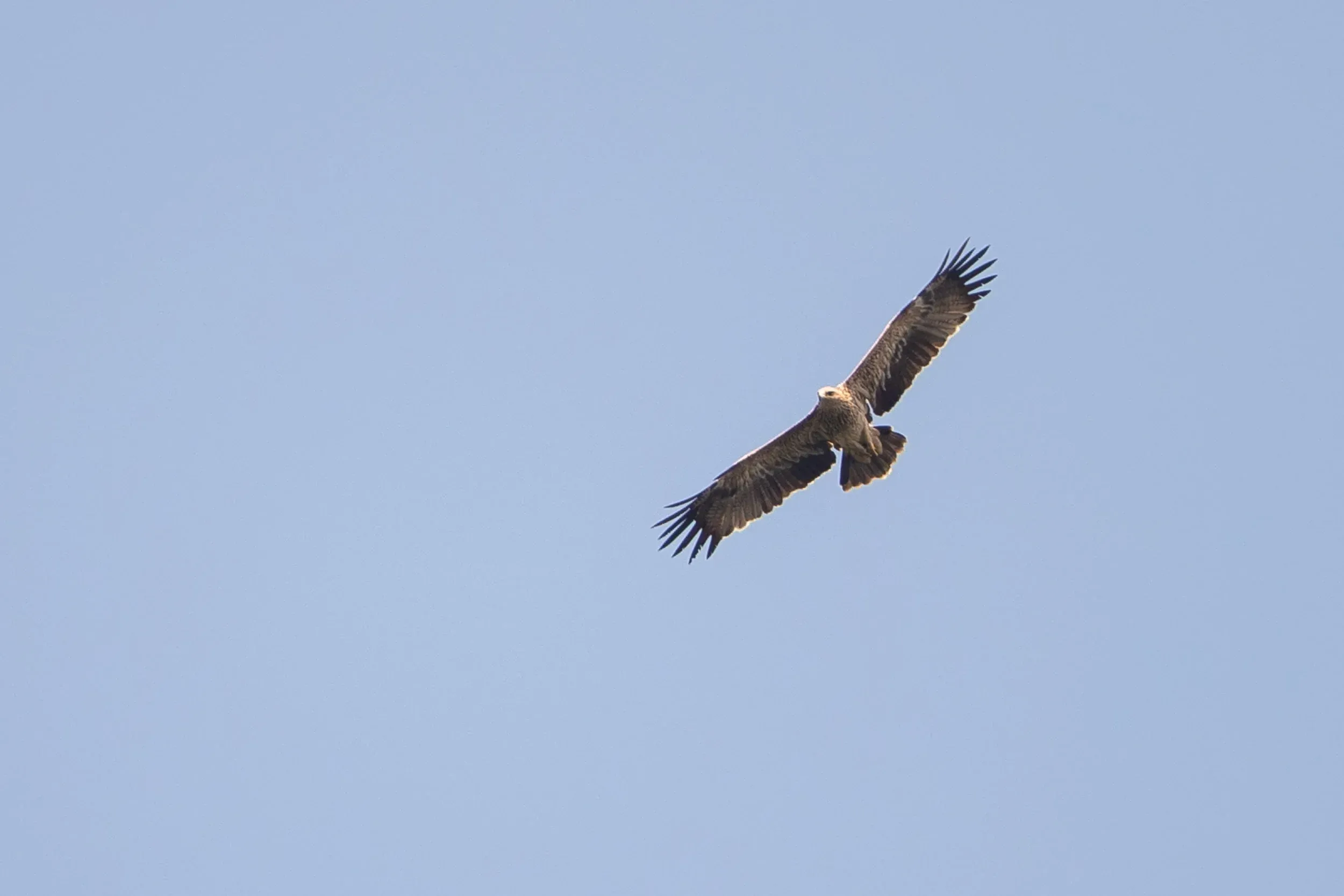 Immature Imperial Eagle