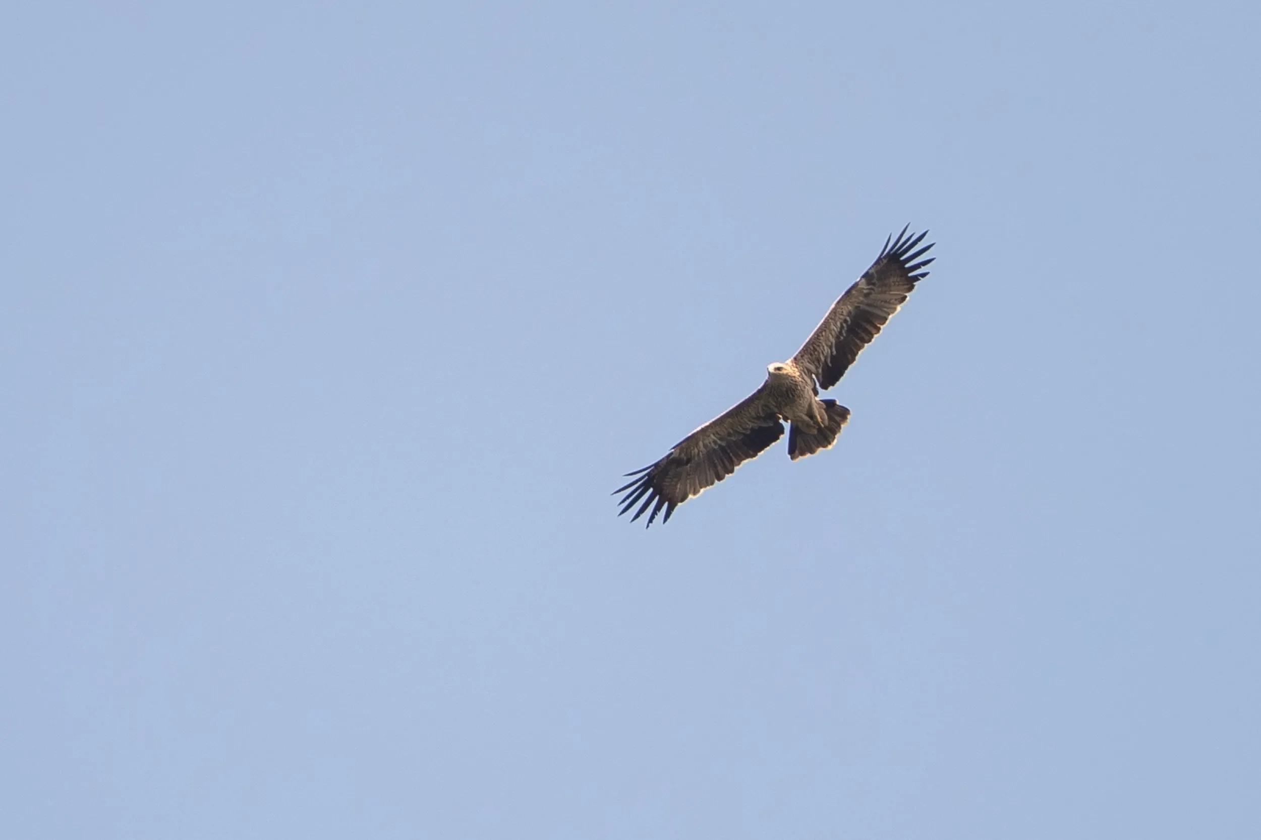 The first Imperial Eagle of the season