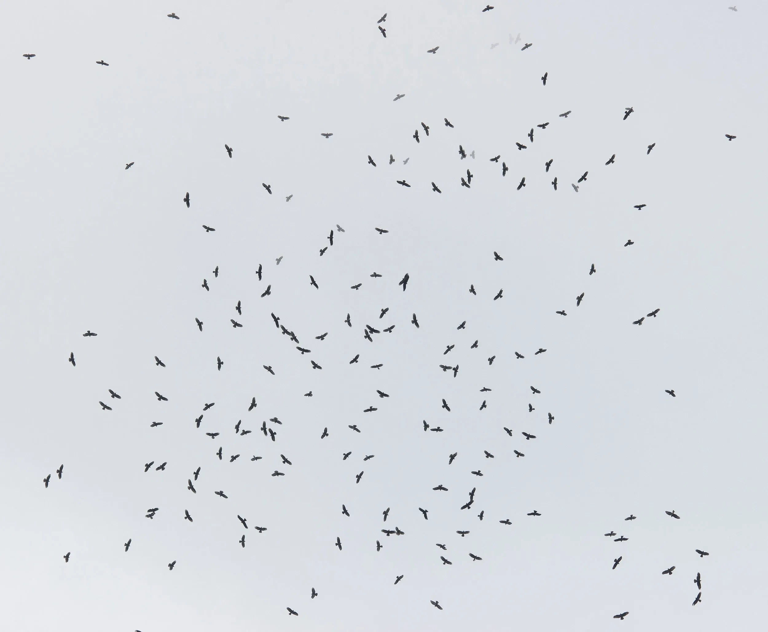 A massive kettle of Honey Buzzards and Black Kites