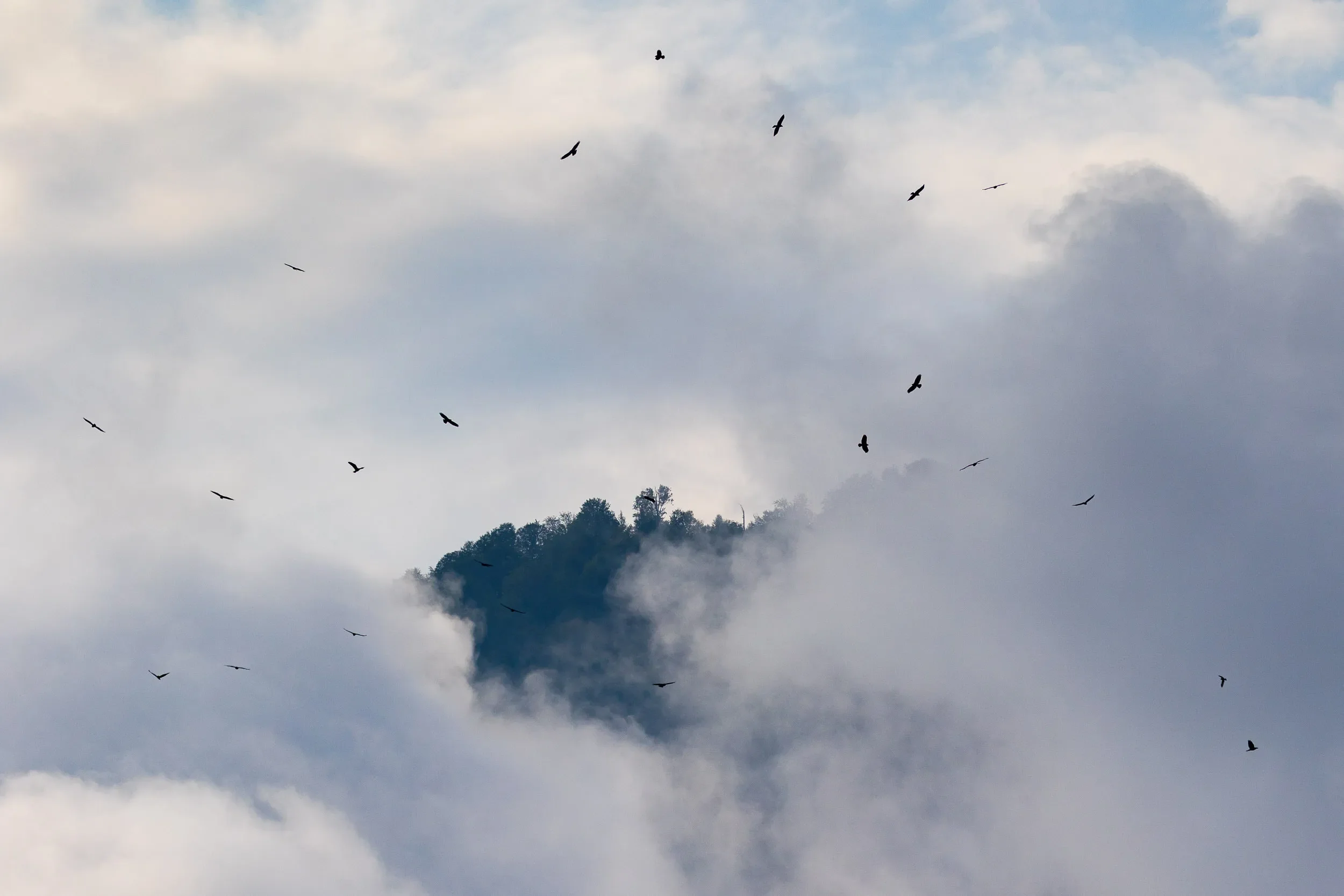 Flock of Steppe Buzzards popping out of the clouds