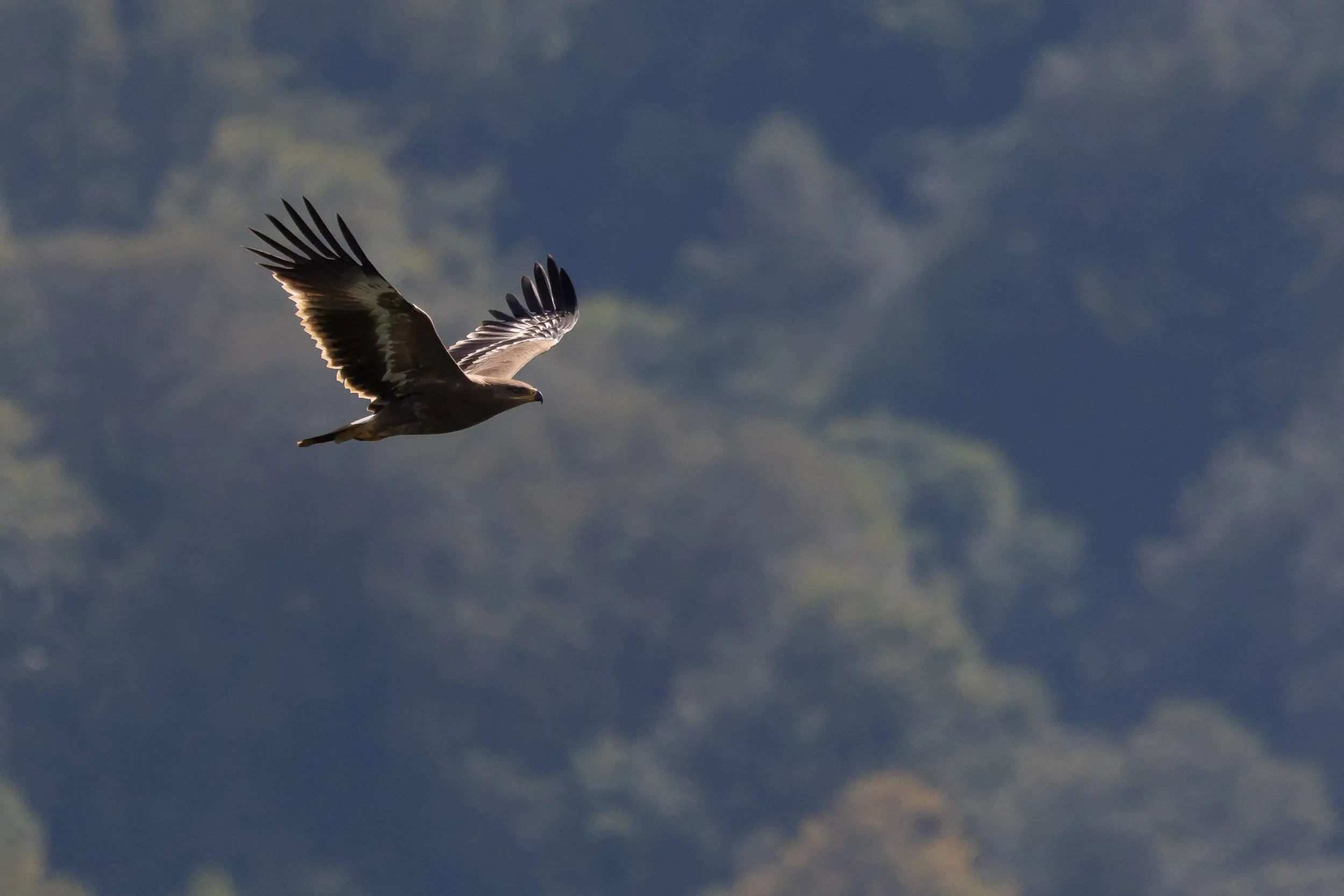 Juvenile Steppe Eagle in front of Little Ginger