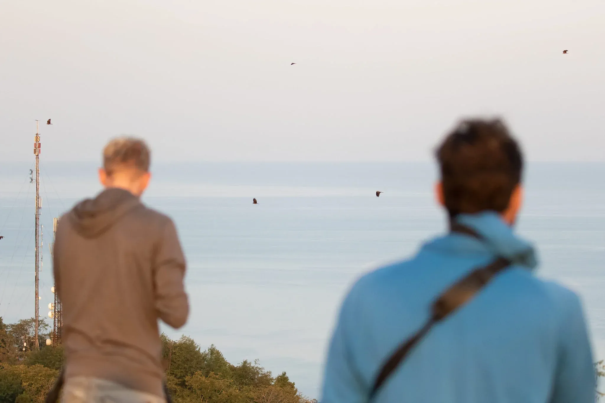 Black Kites streaming past the Sakhalvasho count station
