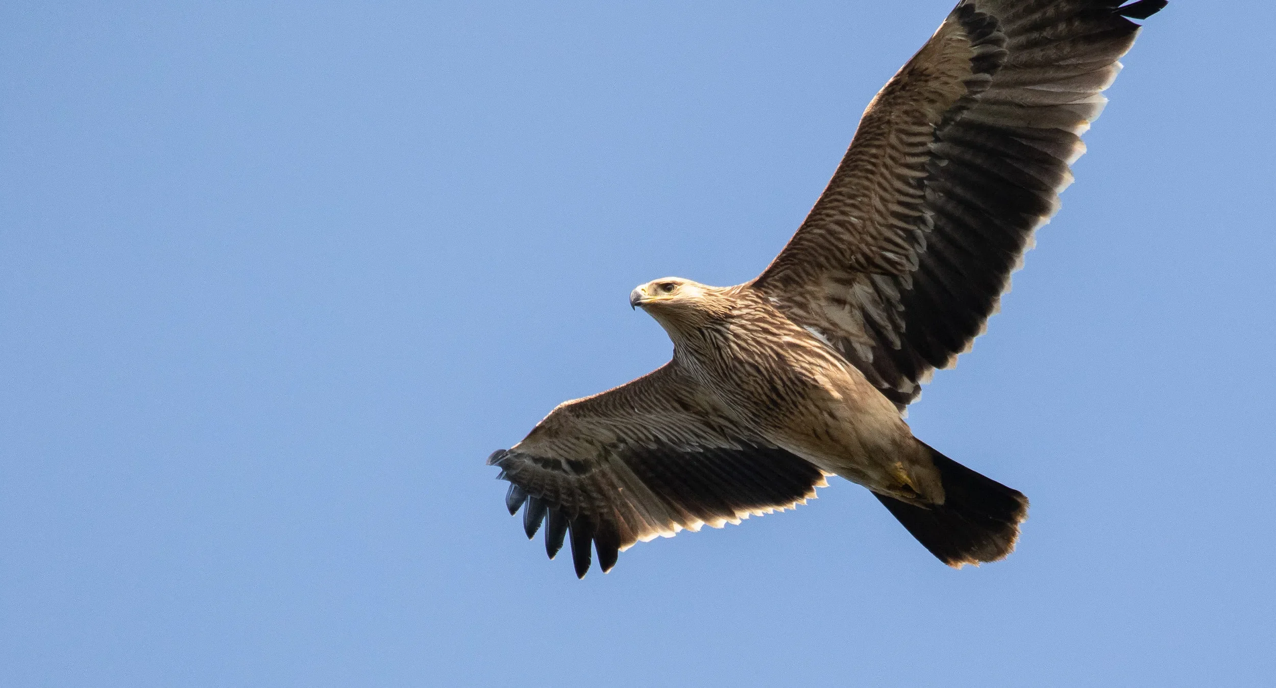 Juvenile Imperial Eagle flying directly over our heads