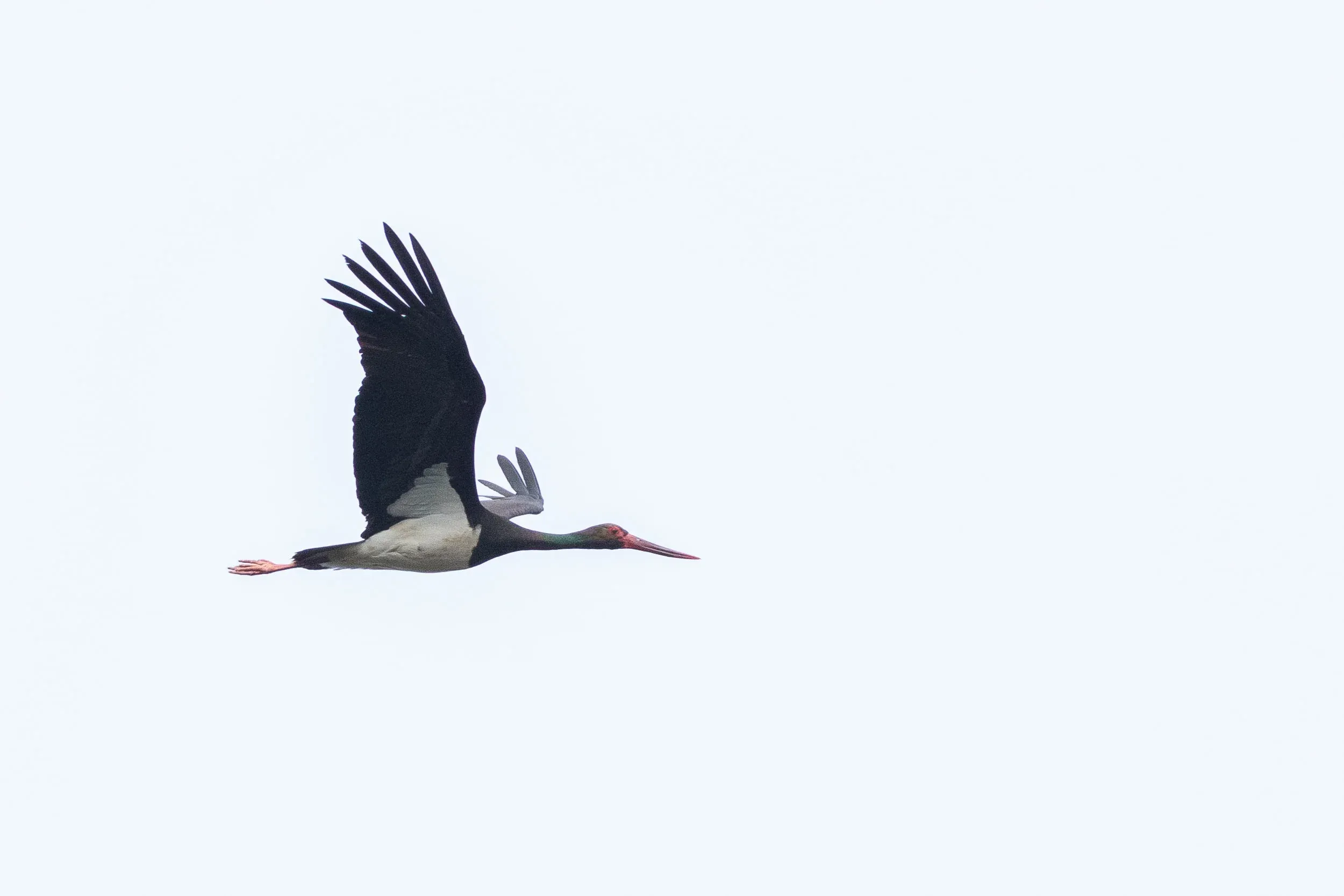 In autumn adult Black Storks don’t look this neat anymore