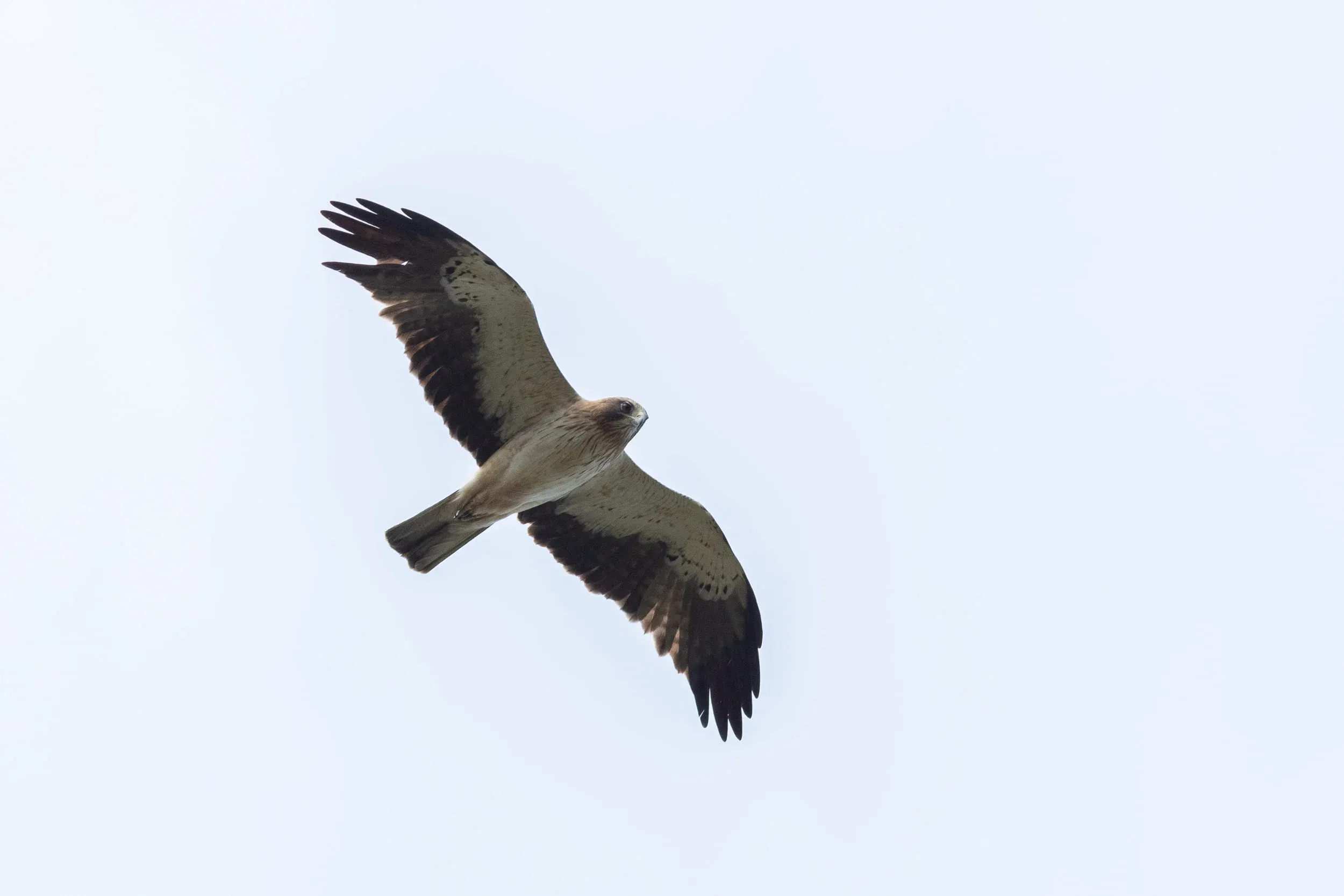 Light-morph Booted Eagle