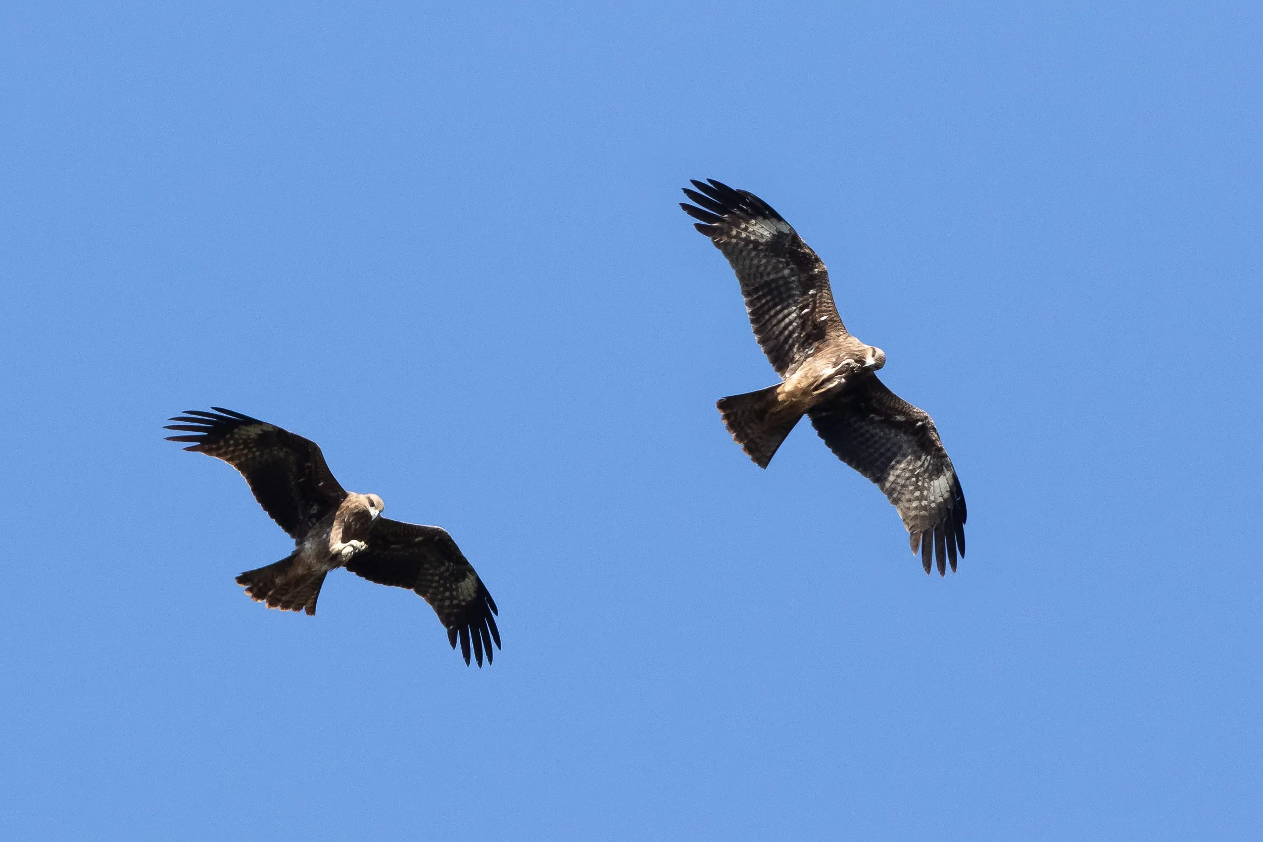 Black Kites having lunch in the air
