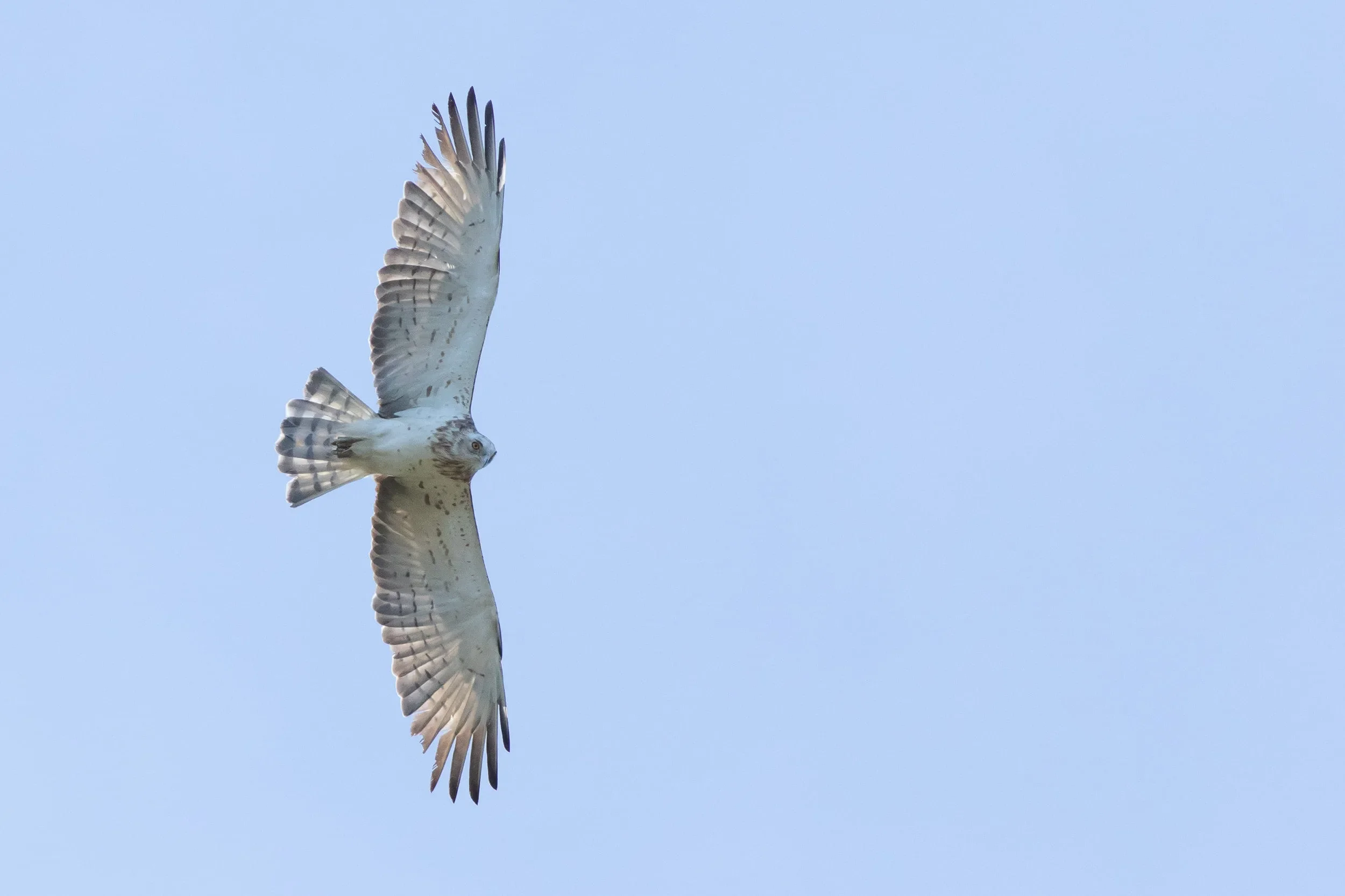 Short-toed Eagle