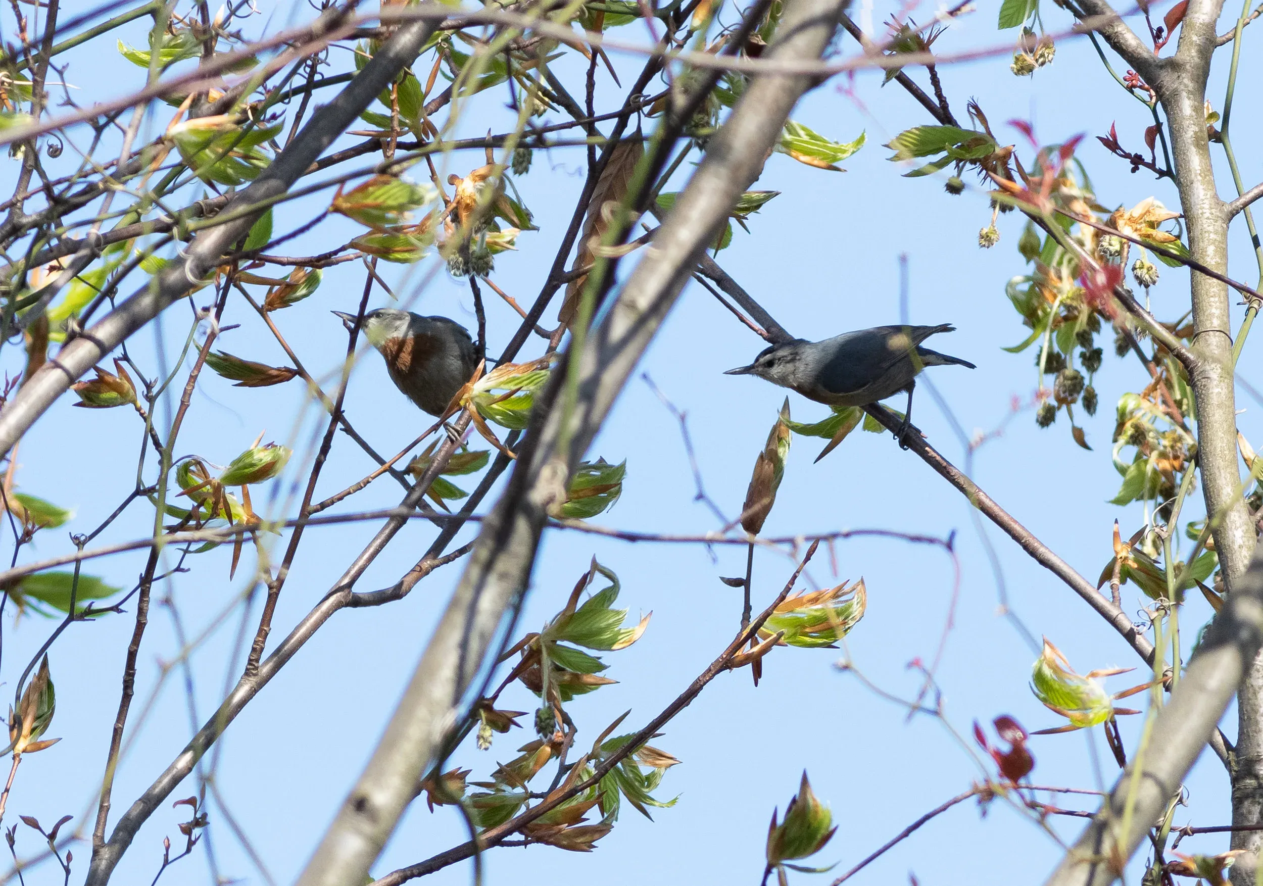 Sometimes you don’t need to go to the botanical garden to see one: photo compilation of a Krüper’s Nuthatch visiting the Sakhalvasho station