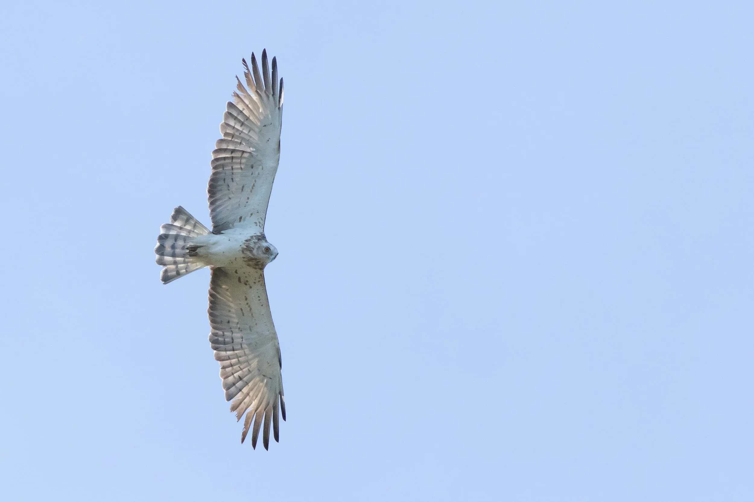 Short-toed Eagle passing by closely