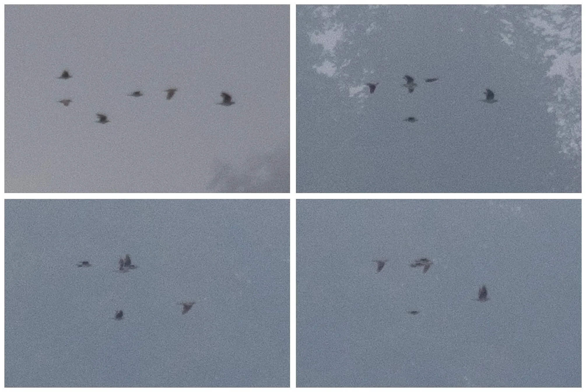 Oriental Turtle Dove leading a flock of European Turtle Doves