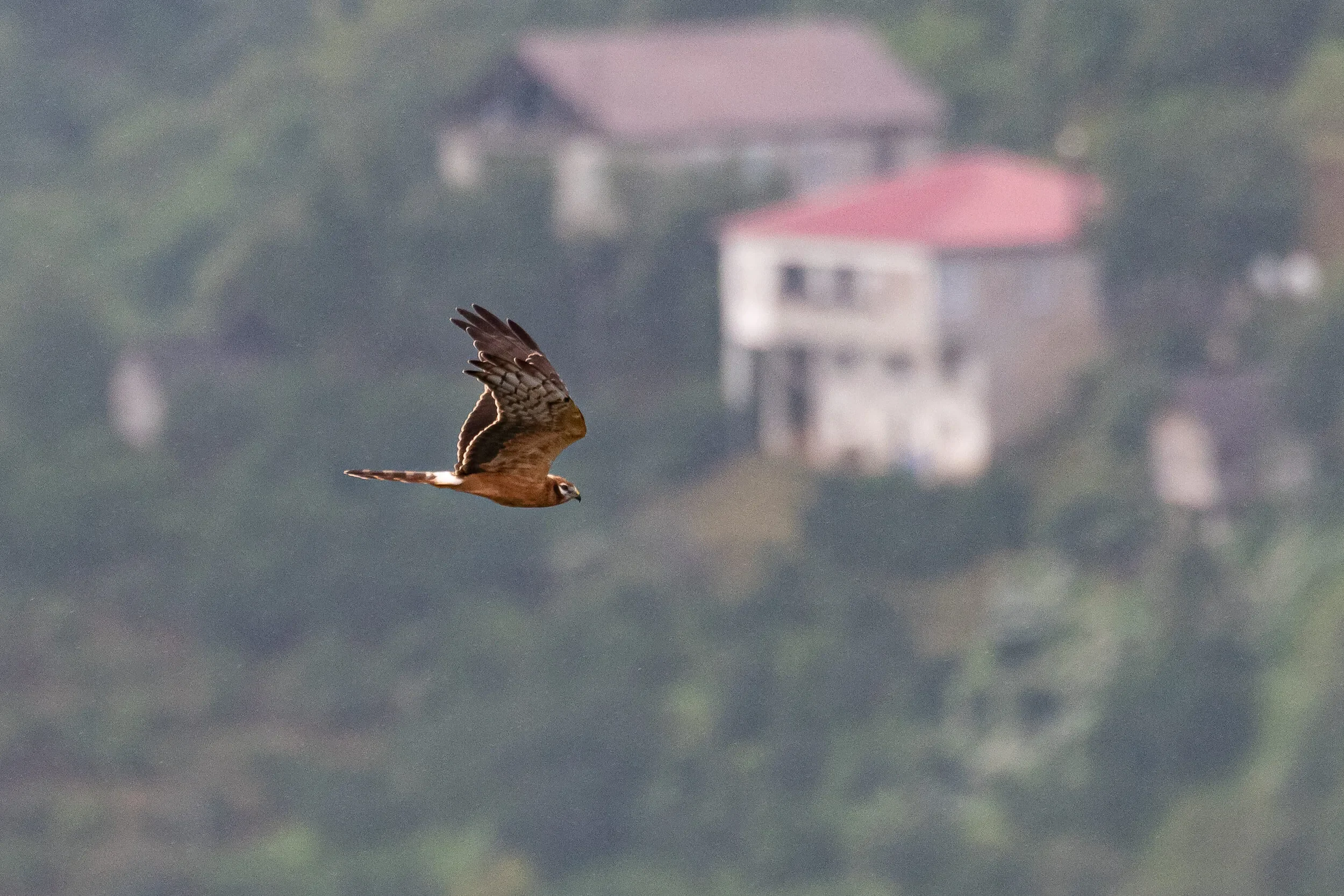 A juvenile Montagu’s Harrier in flight over the bottleneck