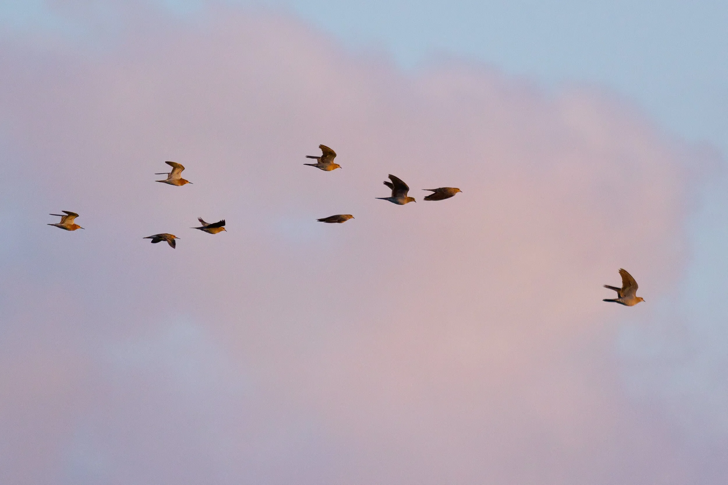 A Ruff mixed in with a flock of Turtle Doves