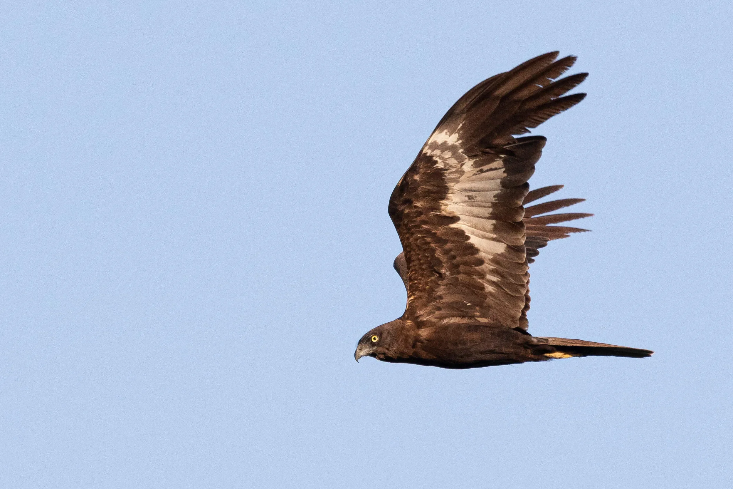 An adult male dark morph Marsh Harrier