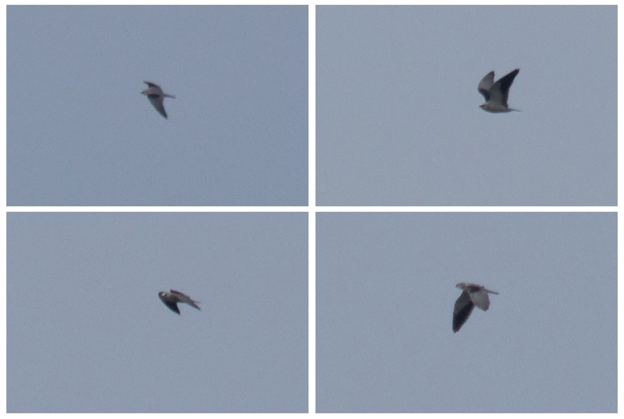 The first Black-winged Kite for the BRC counts
