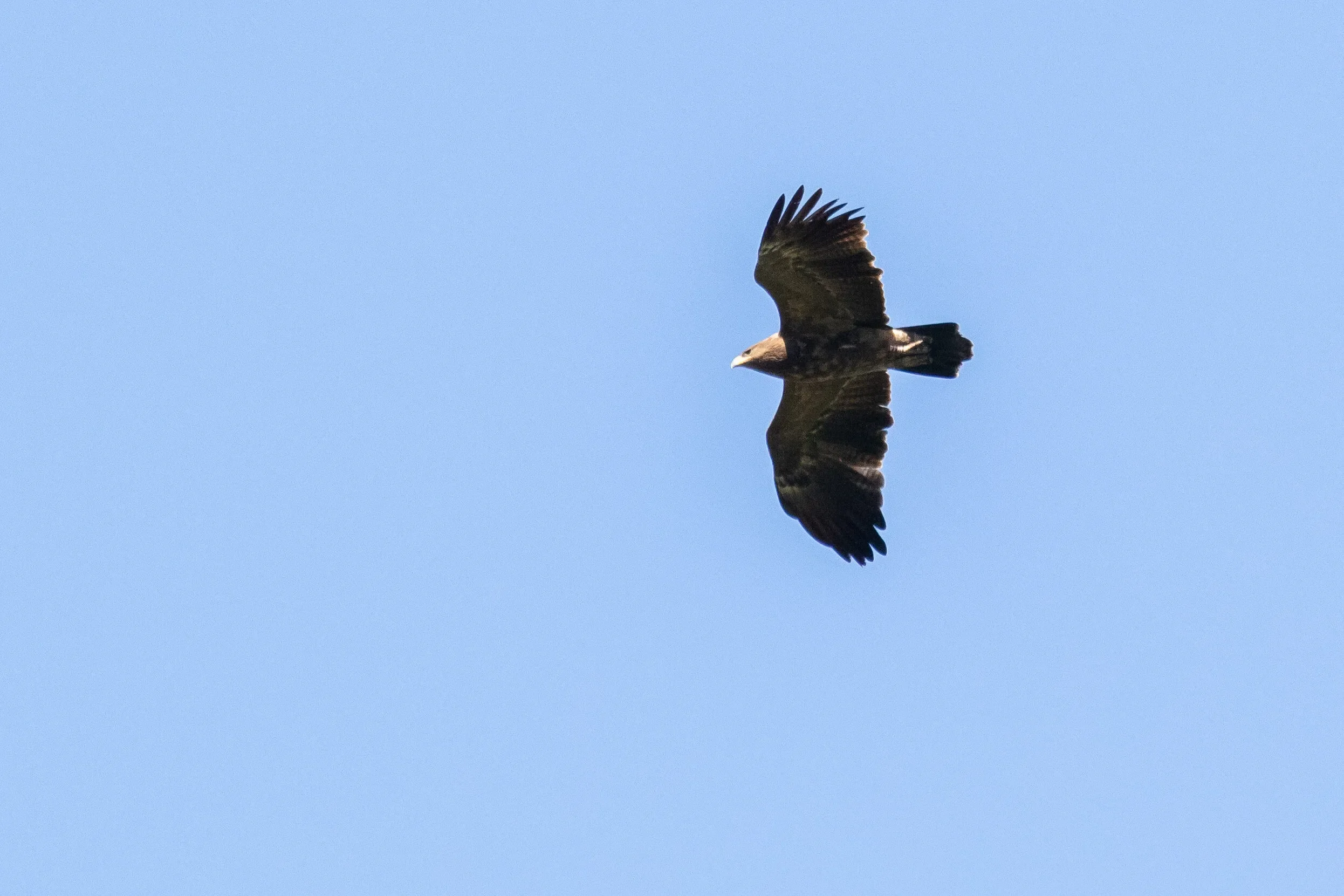 A color-ringed Lesser Spotted Eagle (W44) from eastern Poland
