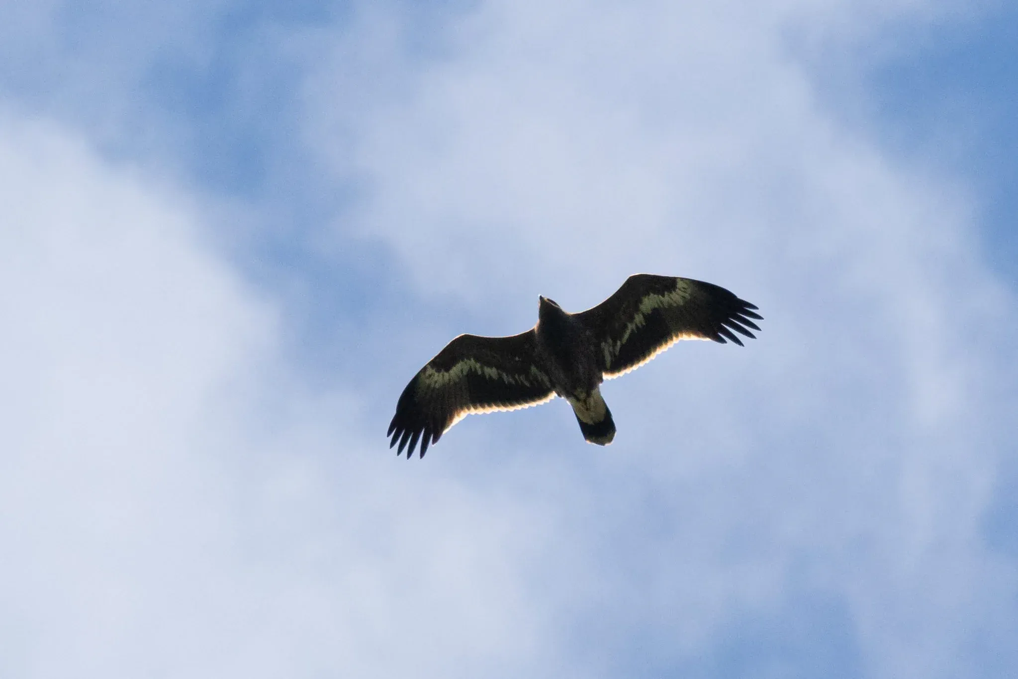 A juvenile Steppe Eagle overhead. Photo: Bart Hoekstra.