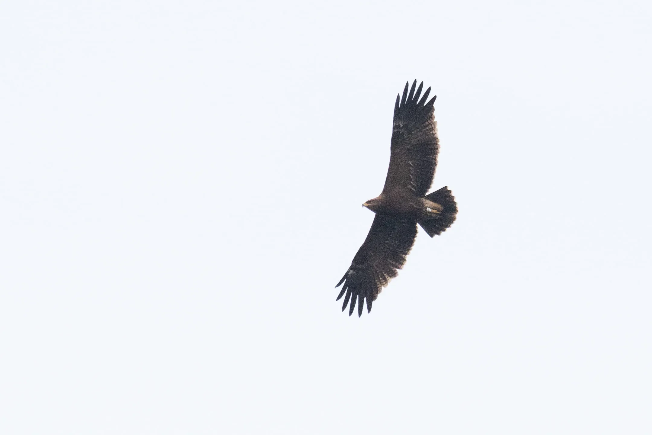 A color-ringed Lesser Spotted Eagle from Estonia