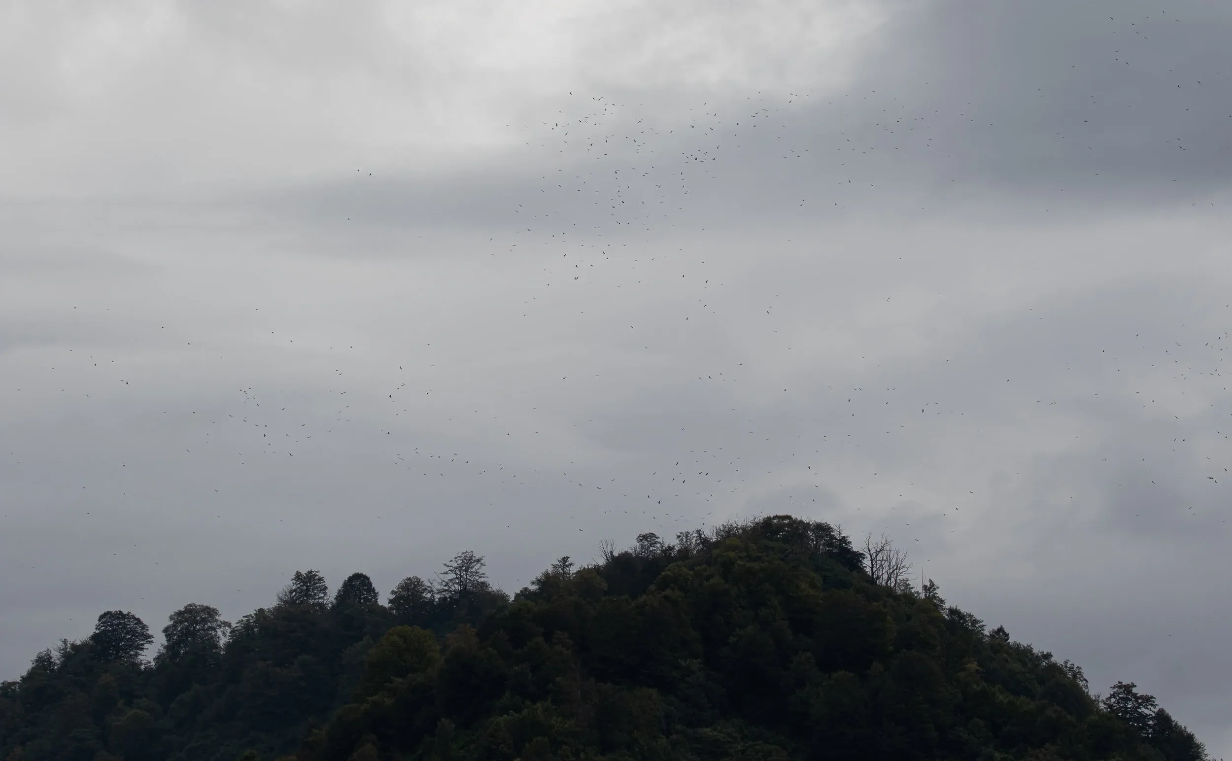 Messy Steppe Buzzard appearance over Little Ginger