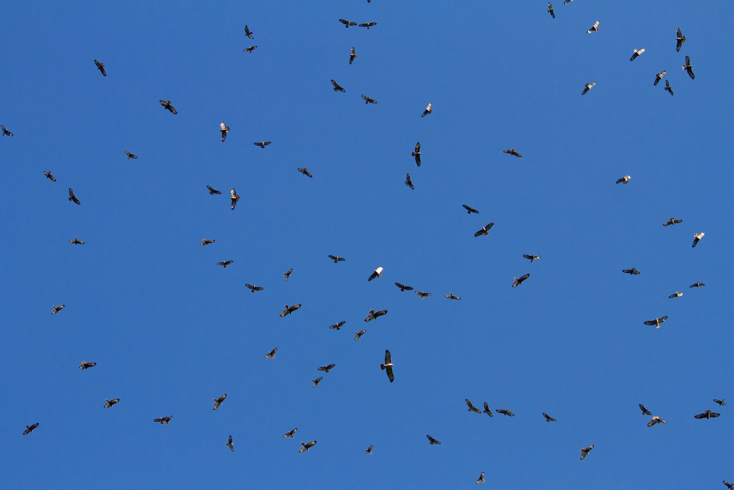 Overhead Steppe Buzzard chaos