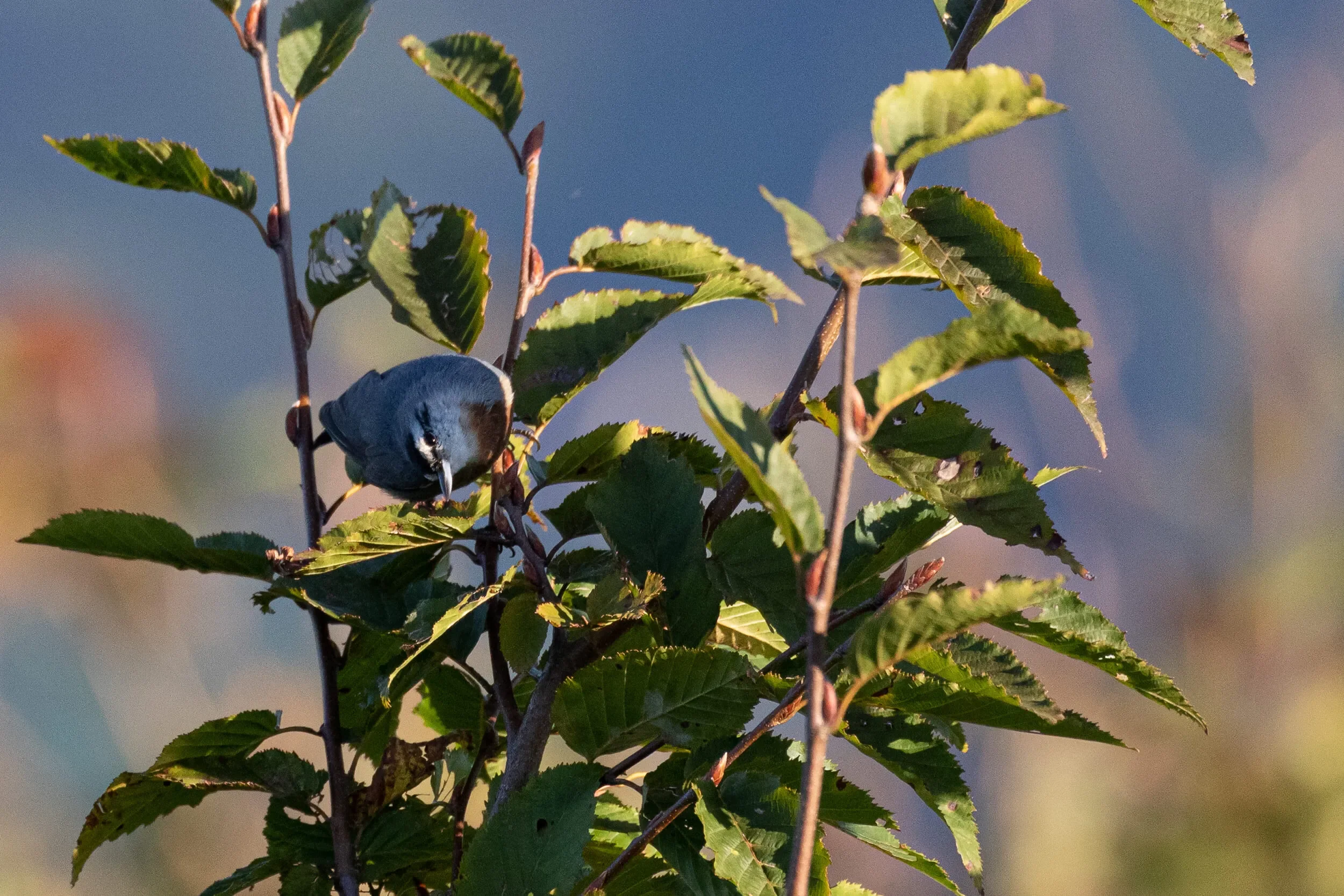 A Krüper’s Nuthatch posing on top of a bush on Station 2